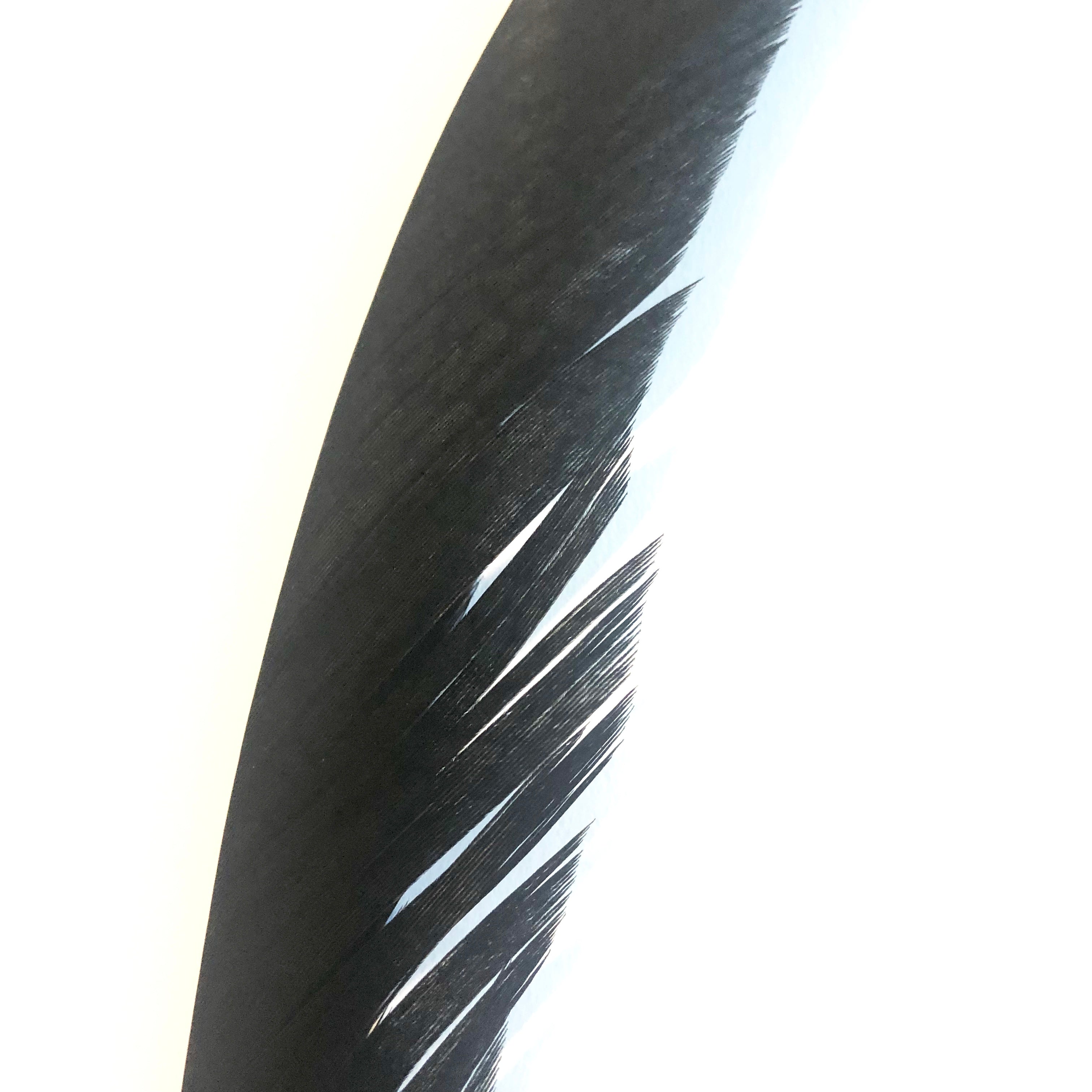 Golden Pheasant Centre Tail Feather - Black ((SECONDS))
