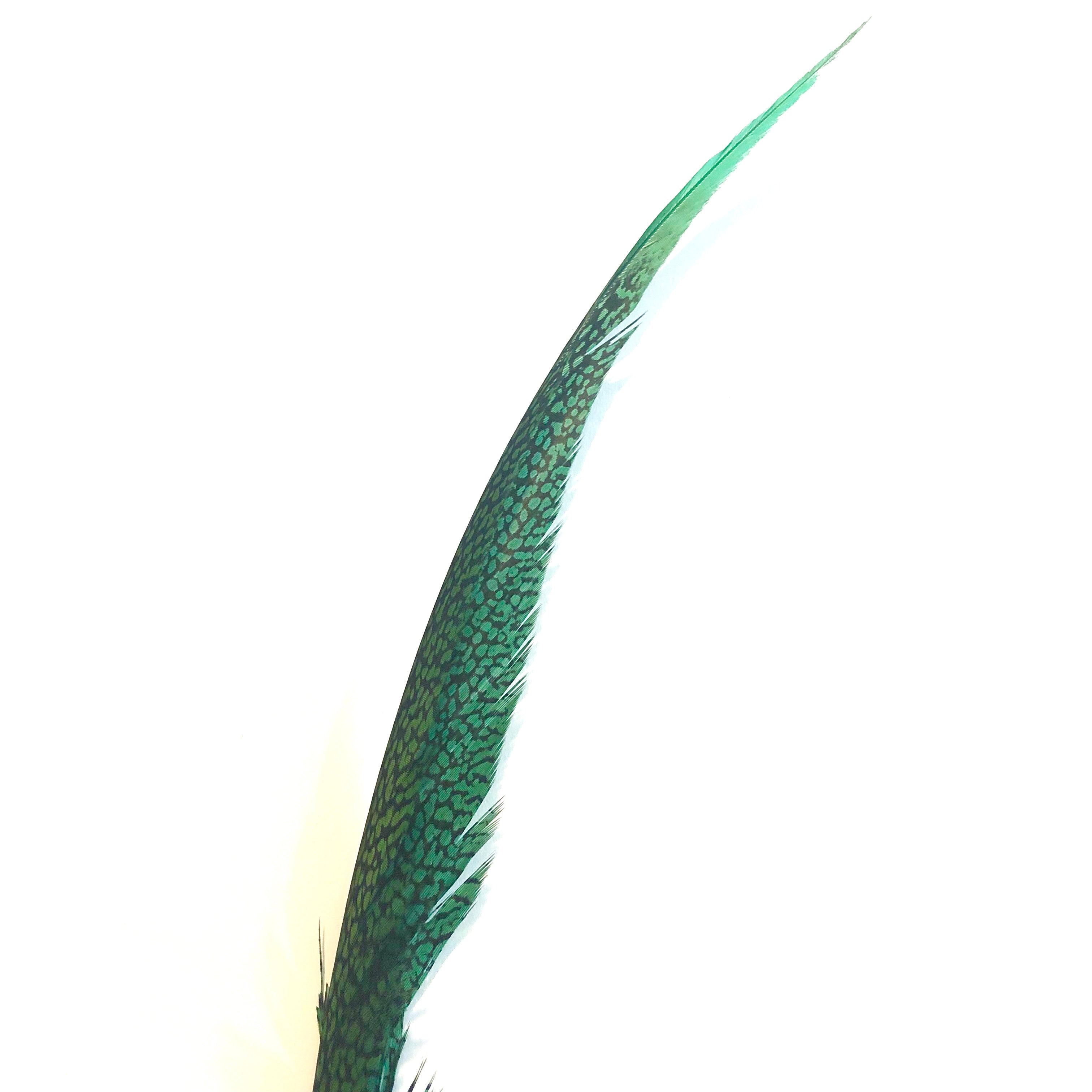 Golden Pheasant Centre Tail Feather x 10 pcs - Green SHORT ((BULK PACK))