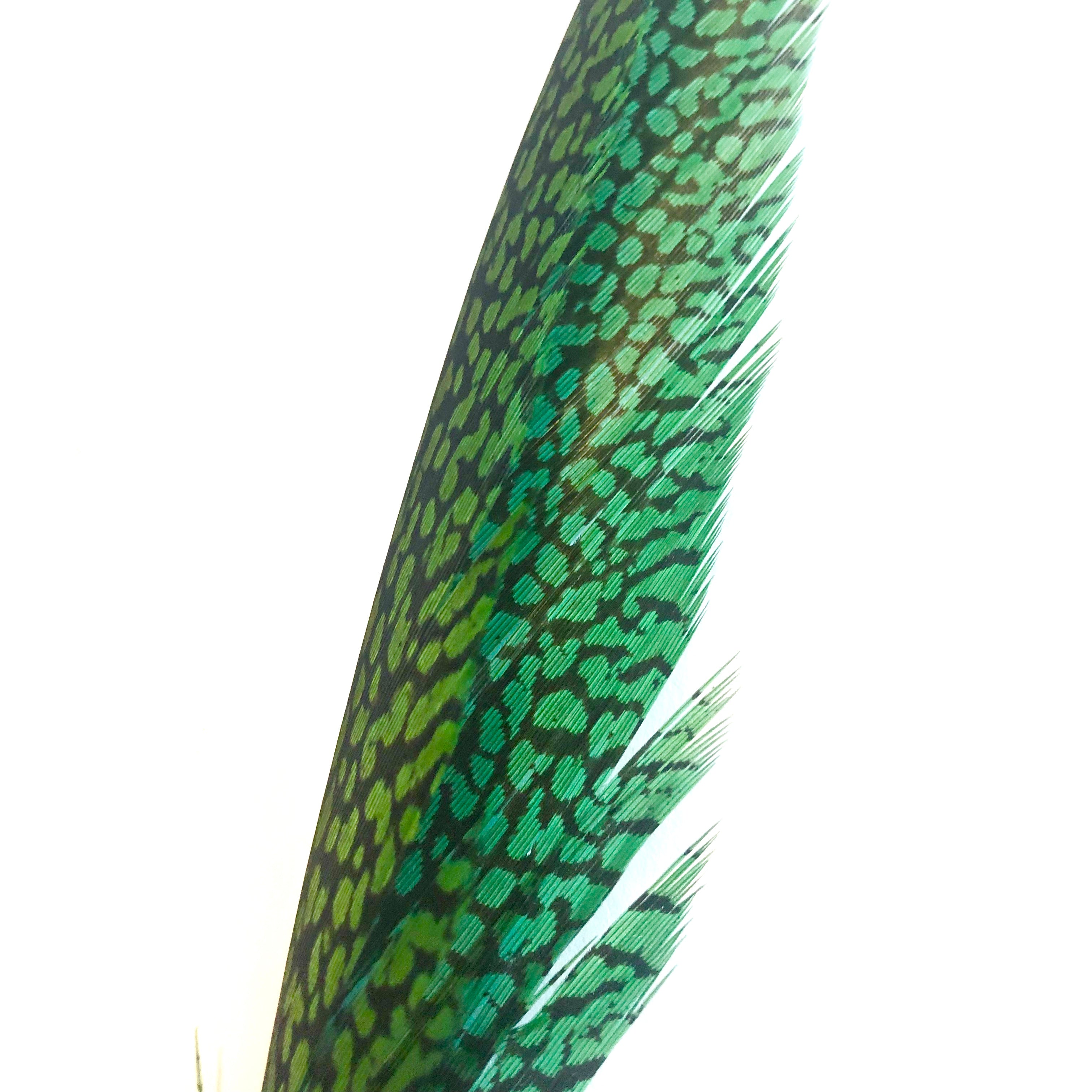 Golden Pheasant Centre Tail Feather - Green ((SECONDS))