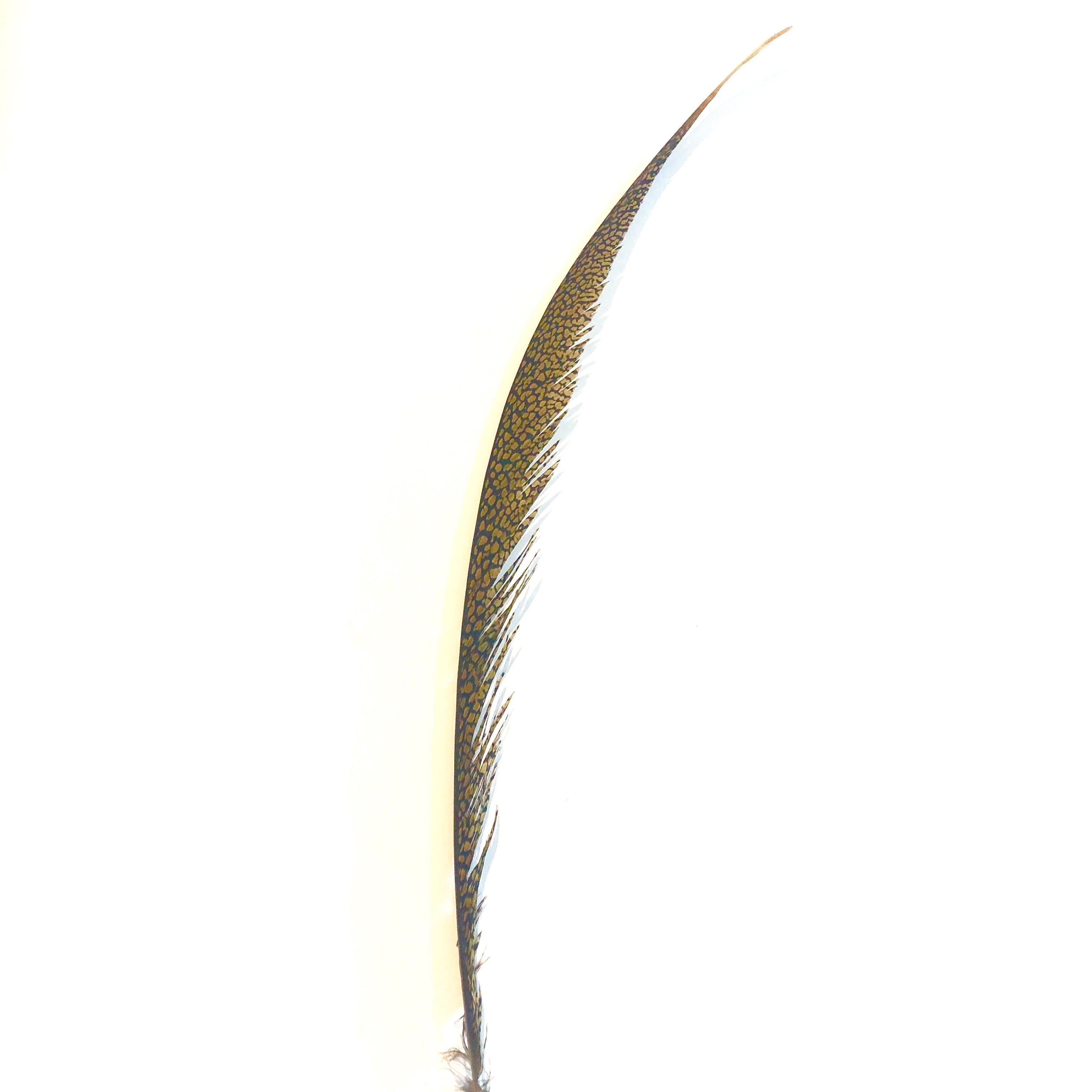 Golden Pheasant Centre Tail Feather - Natural