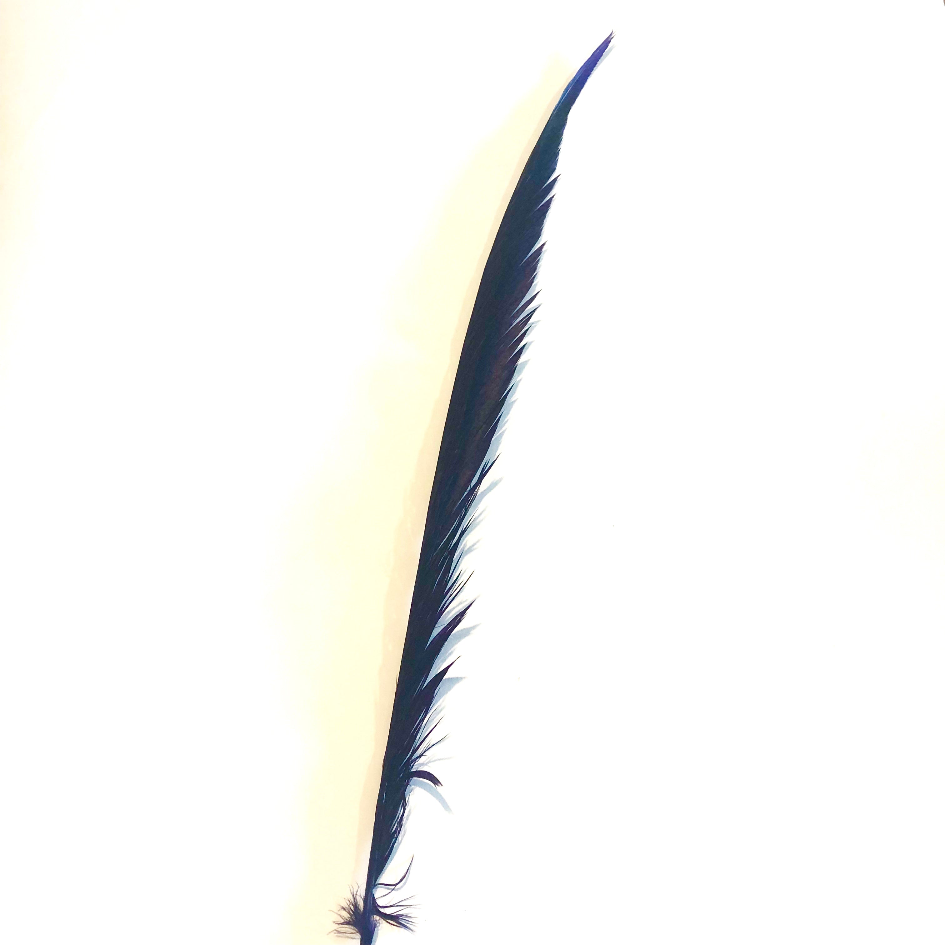 Golden Pheasant Centre Tail Feather - Eggplant