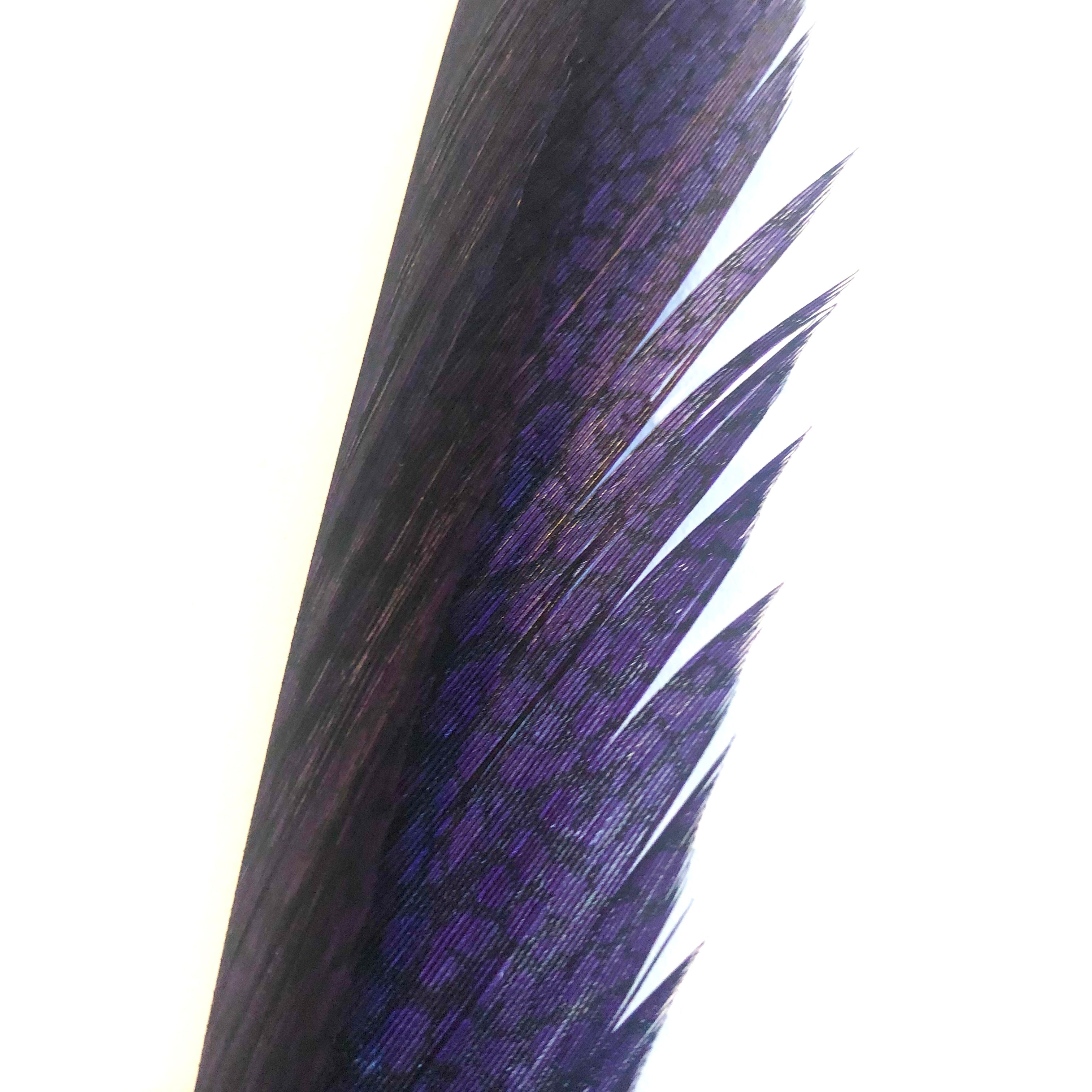 Golden Pheasant Centre Tail Feather - Eggplant ((SECONDS))