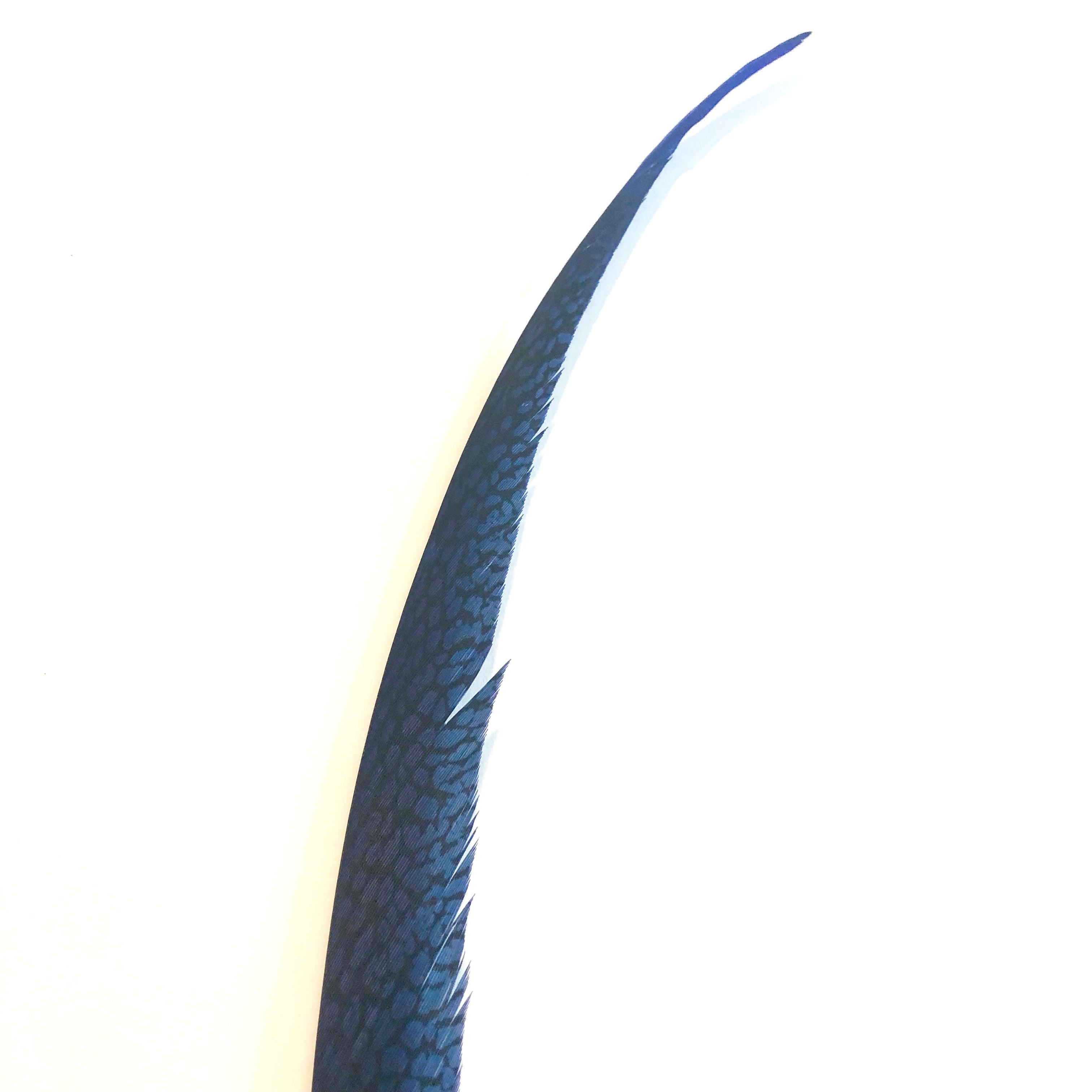 Golden Pheasant Centre Tail Feather x 10 pcs - Royal Blue ((BULK PACK))