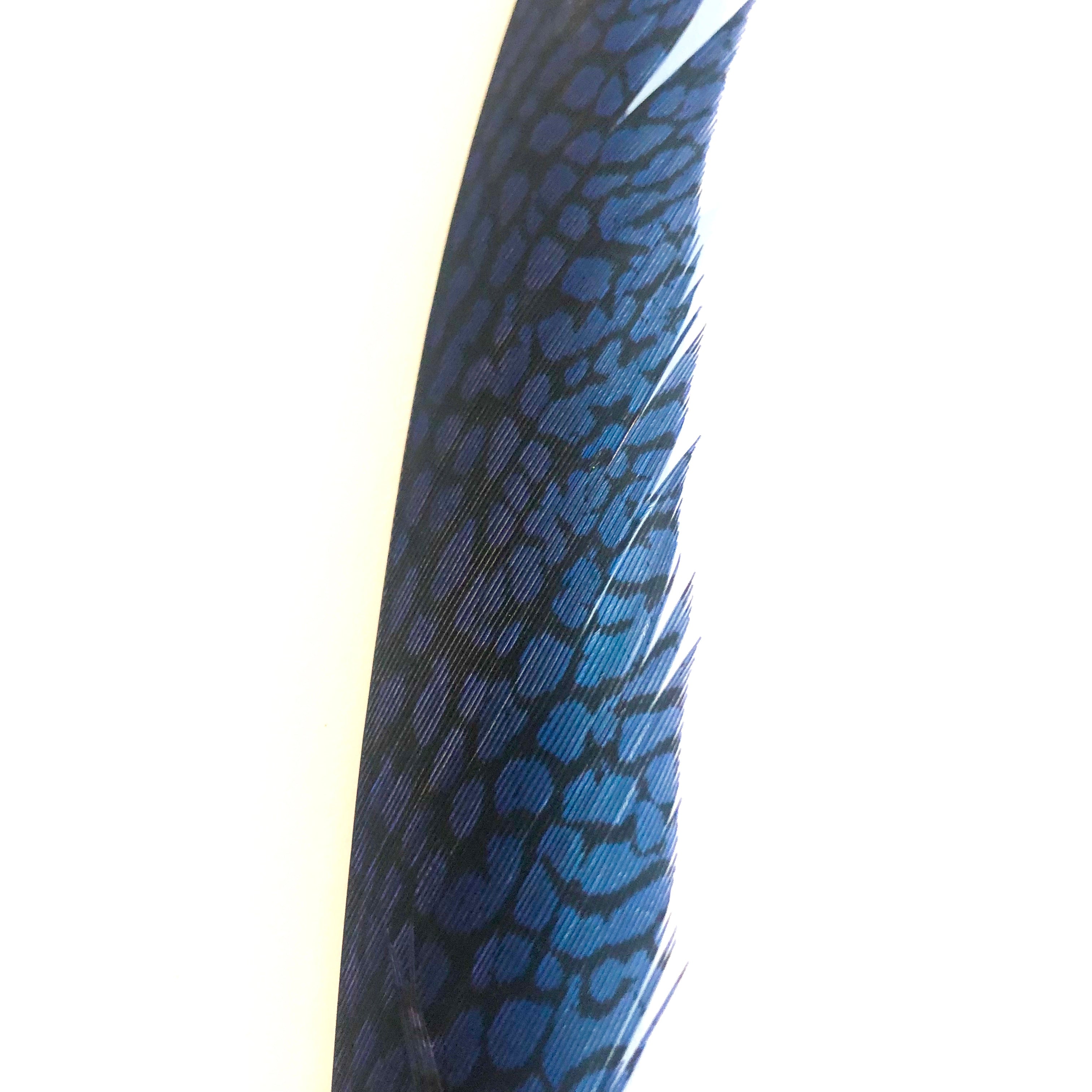 Golden Pheasant Centre Tail Feather - Royal Blue