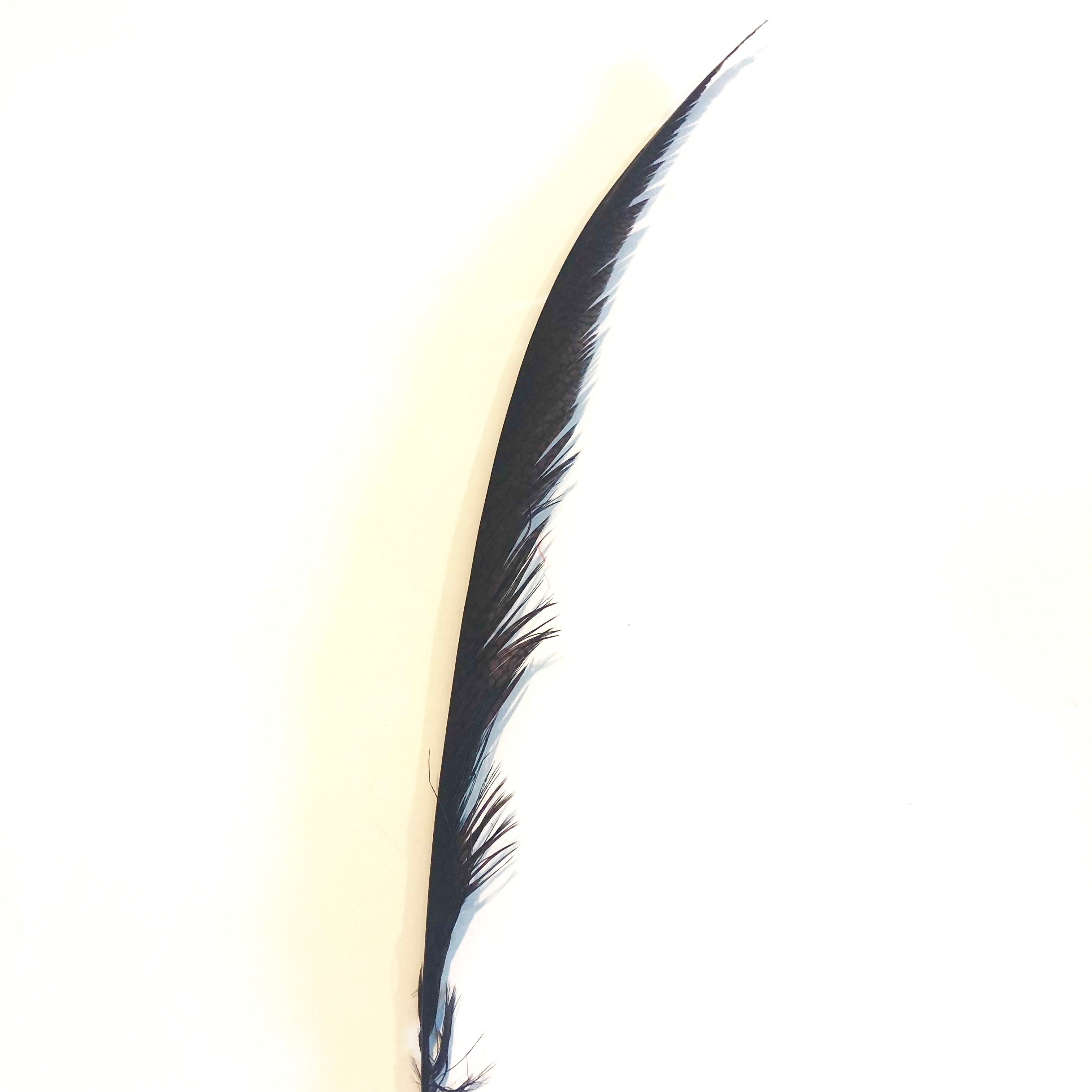 Golden Pheasant Centre Tail Feather - Chocolate Brown