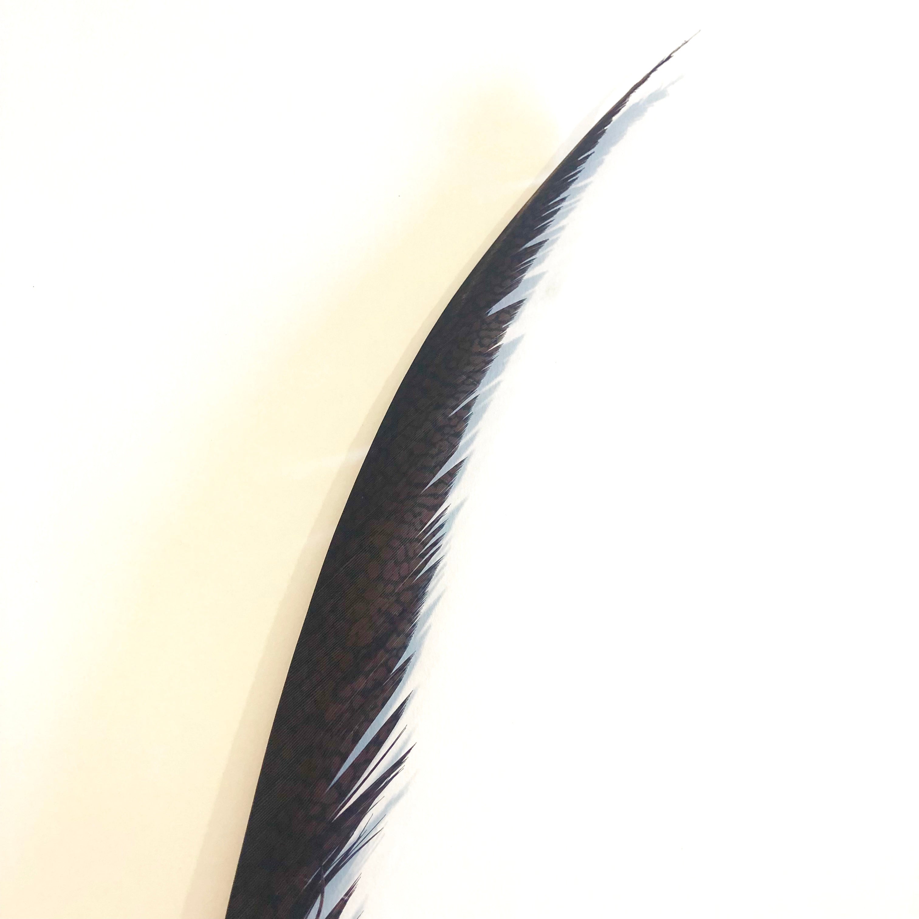 Golden Pheasant Centre Tail Feather - Chocolate Brown