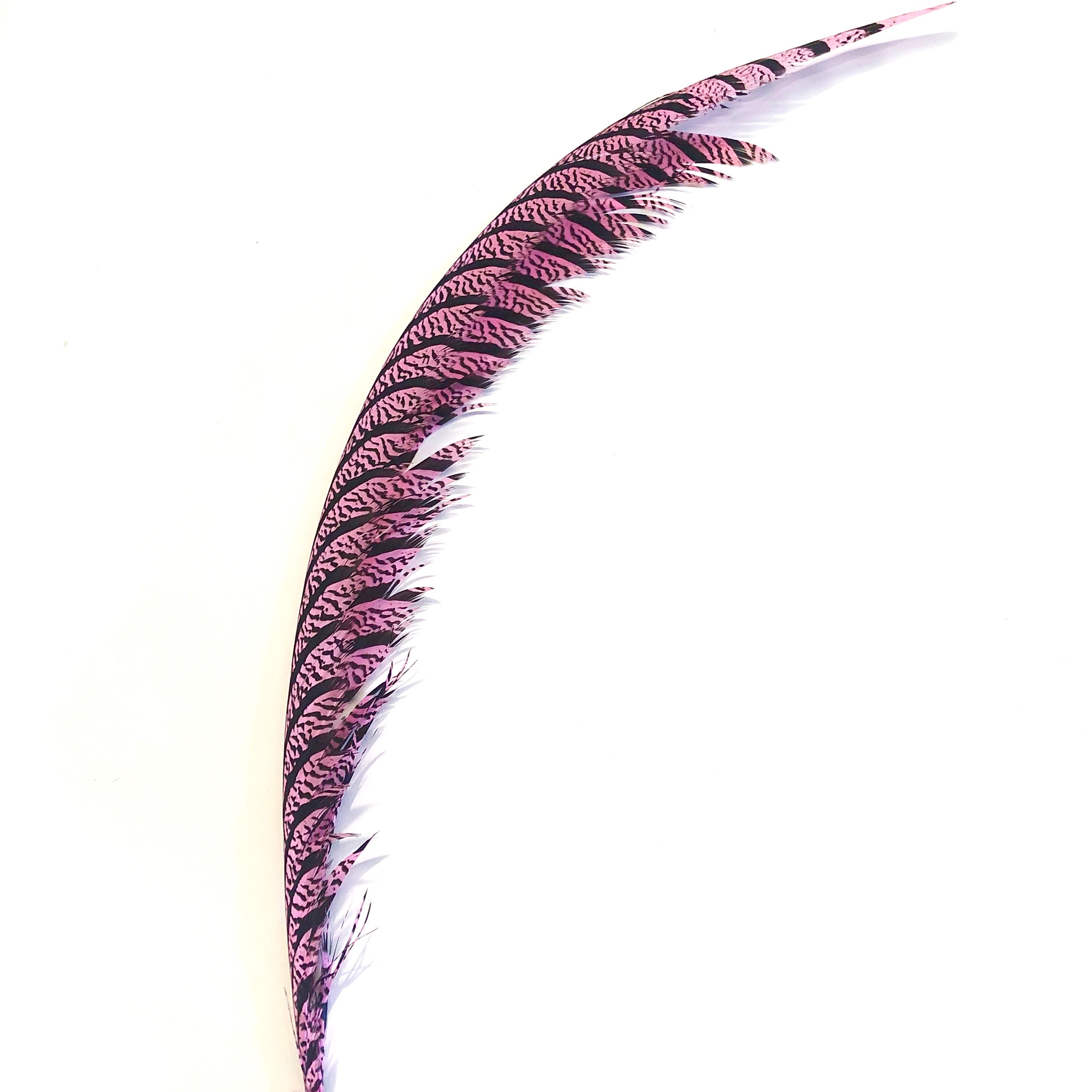 Lady Amherst Pheasant Centre Tail Feather - Pink