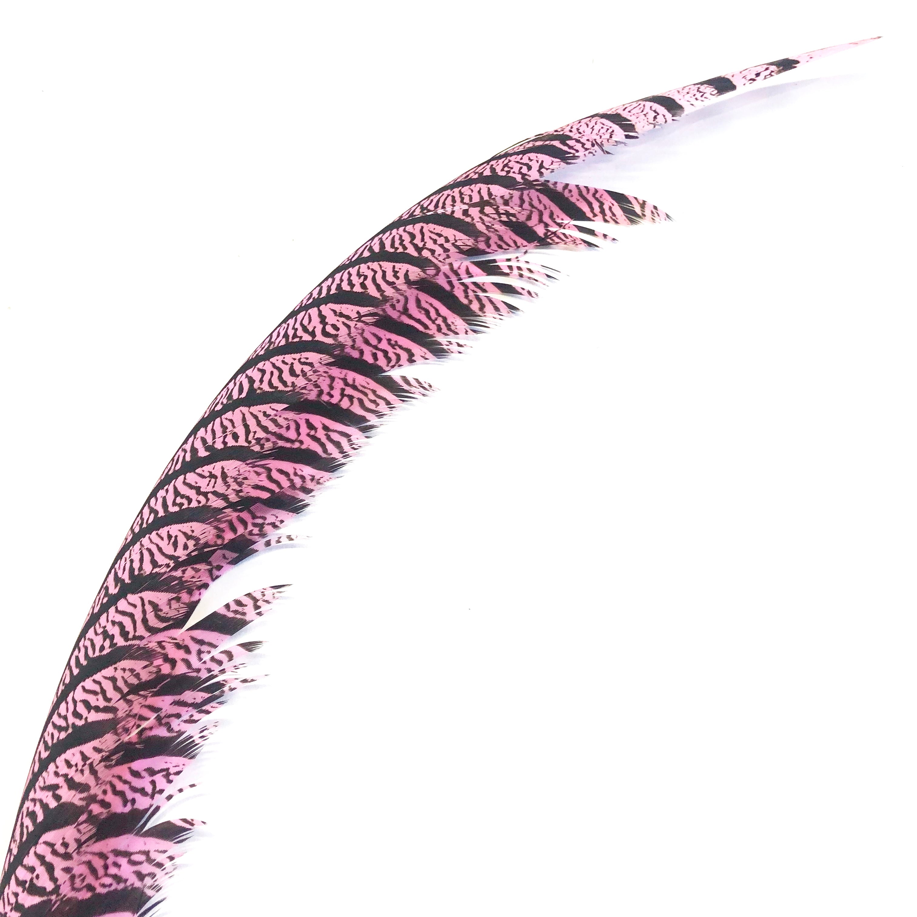 Lady Amherst Pheasant Centre Tail Feather - Pink ((SECONDS))