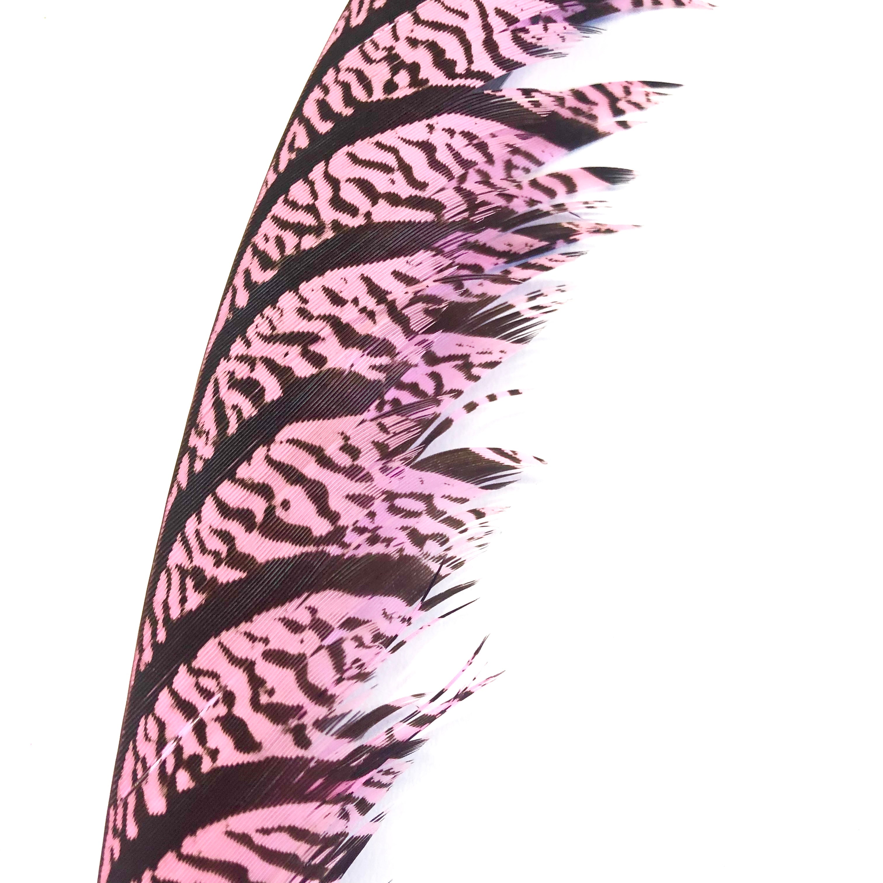 Lady Amherst Pheasant Centre Tail Feather - Pink ((SECONDS))