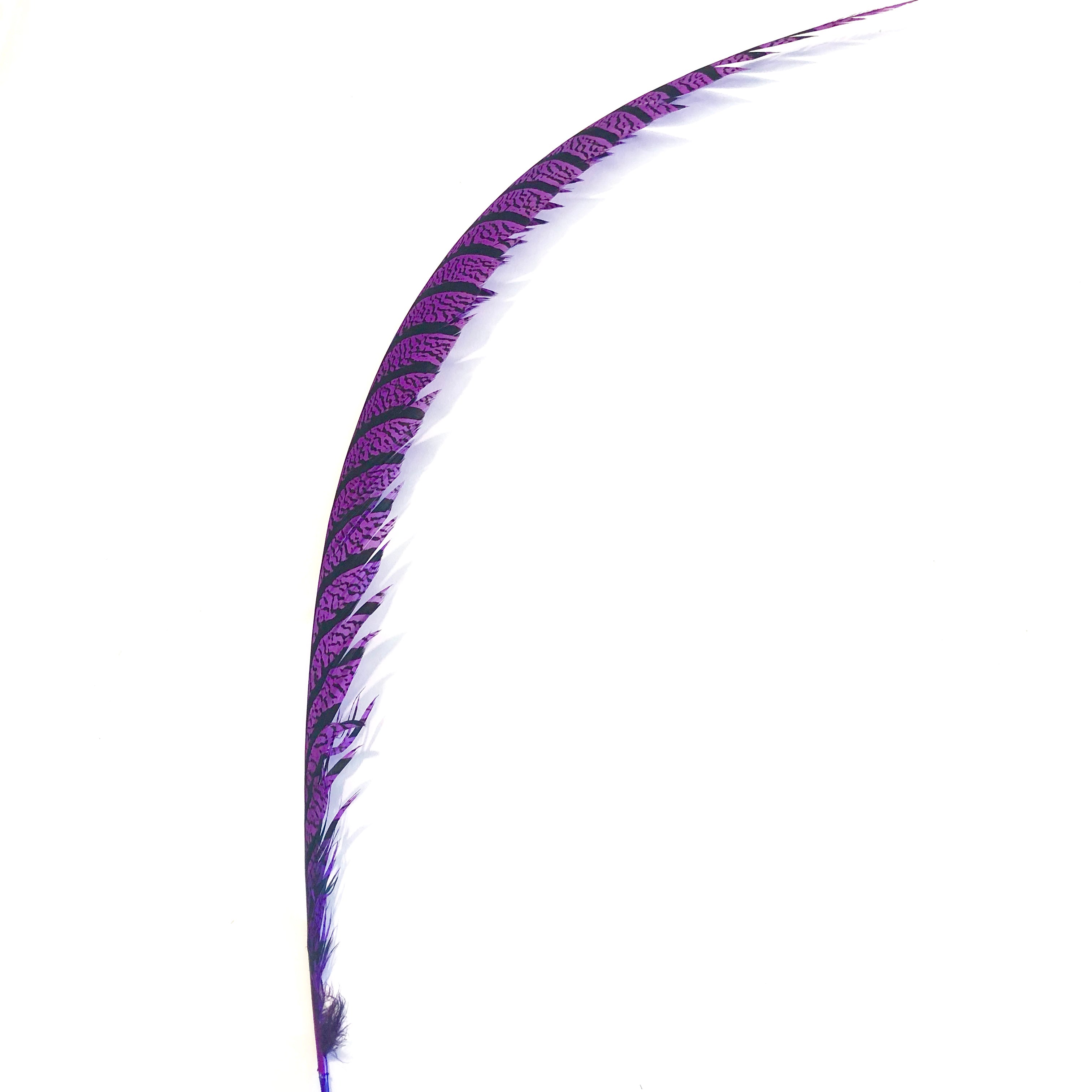 Lady Amherst Pheasant Centre Tail Feather - Purple