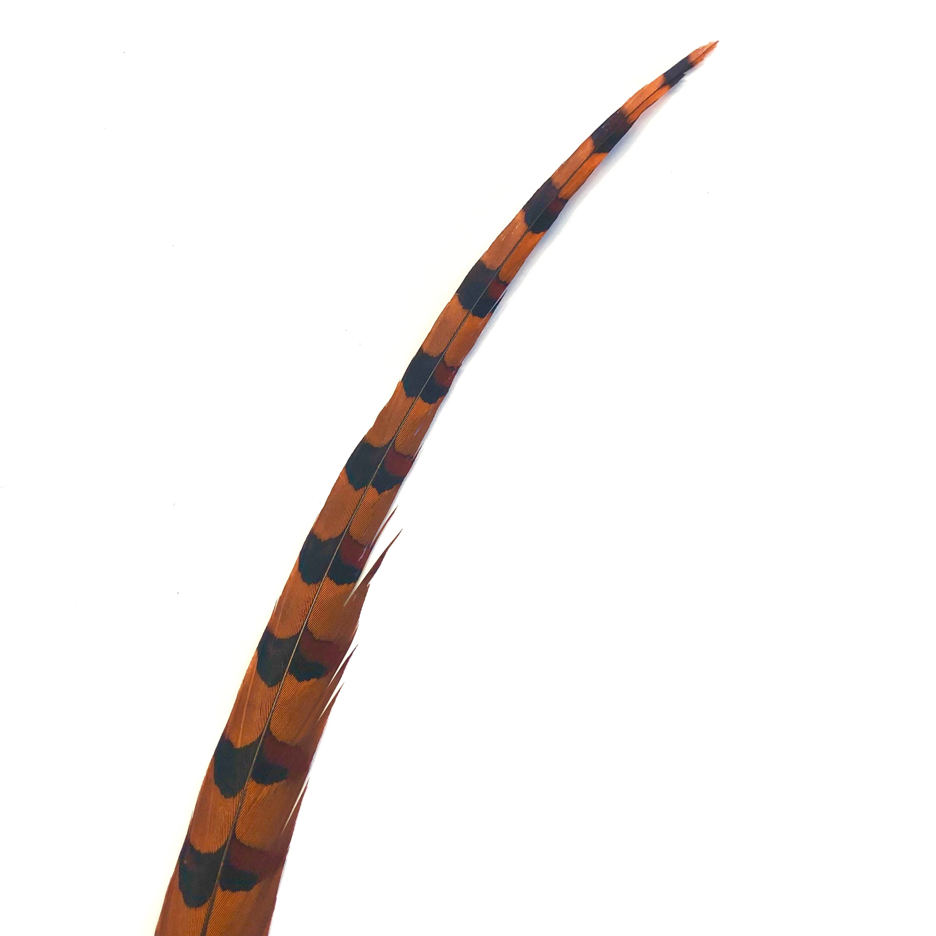 50" to 55" Reeves Pheasant Tail Feather - Orange