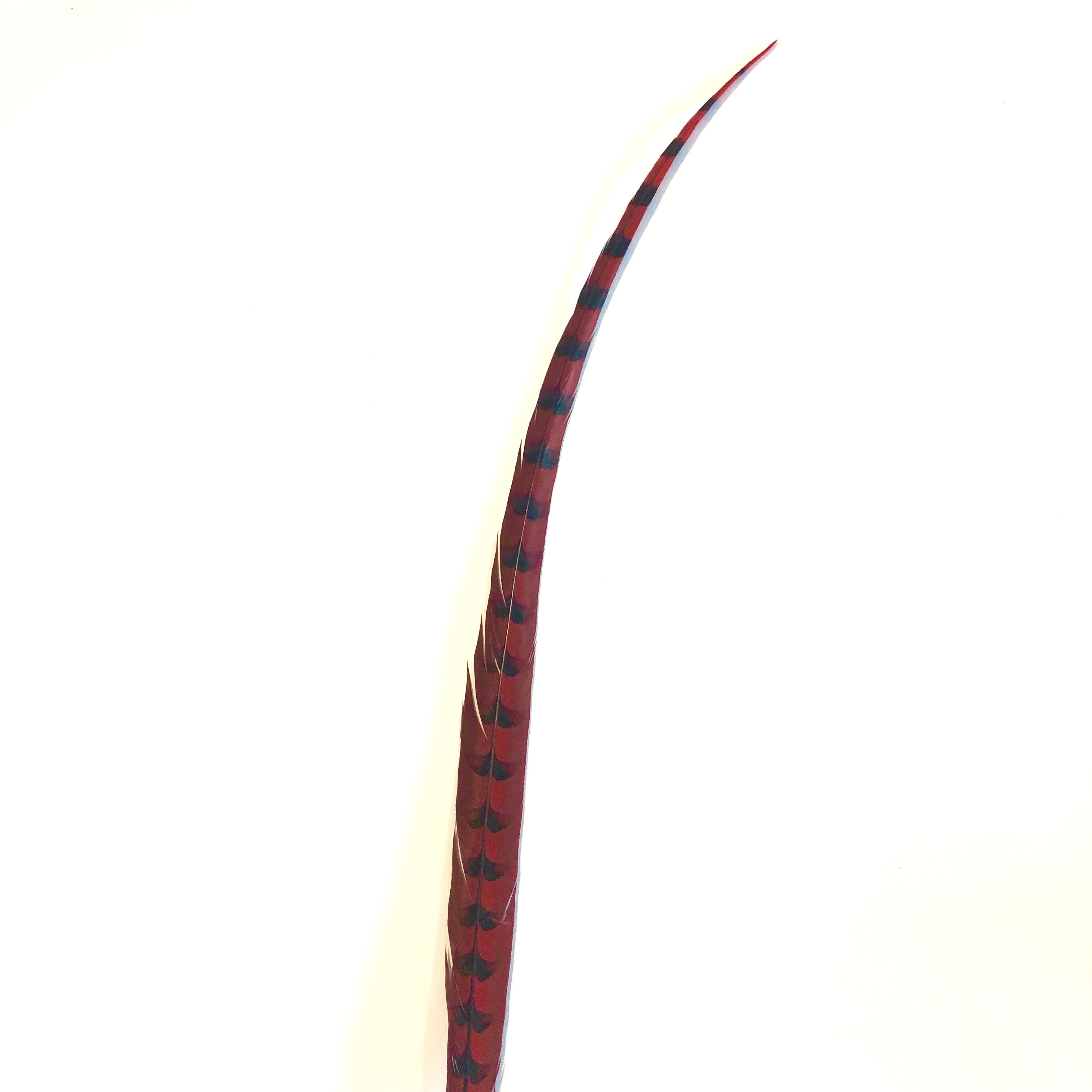 50" to 55" Reeves Pheasant Tail Feather - Red