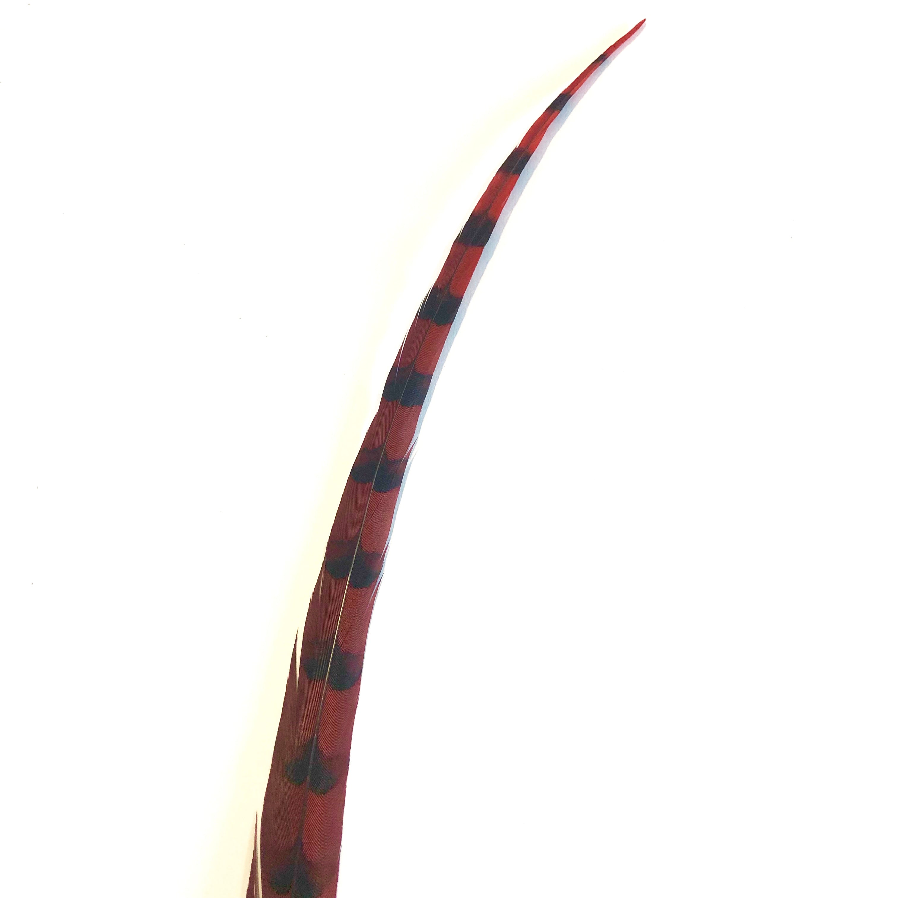 50" to 55" Reeves Pheasant Tail Feather - Red