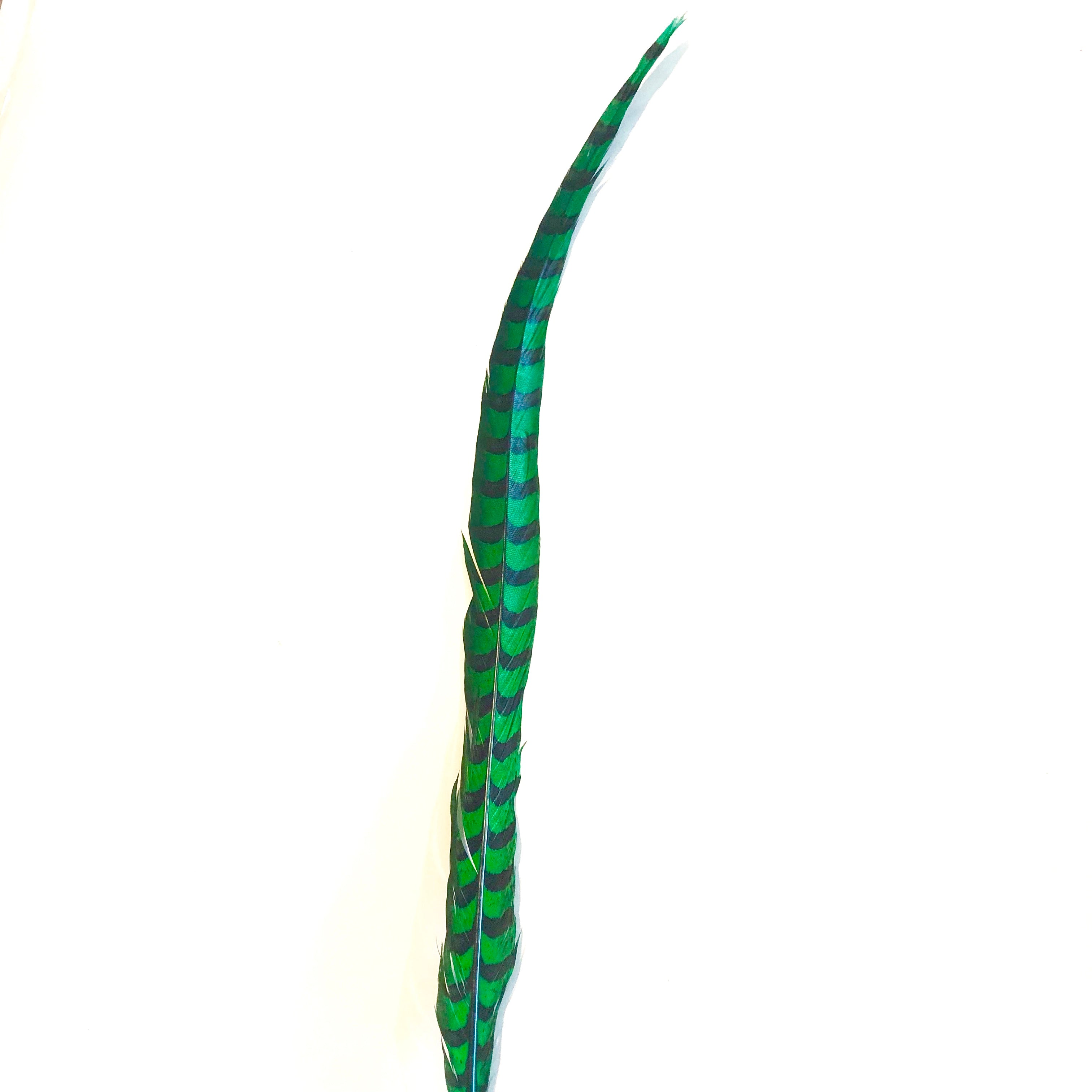 50" to 55" Reeves Pheasant Tail Feather - Green ((SECONDS))