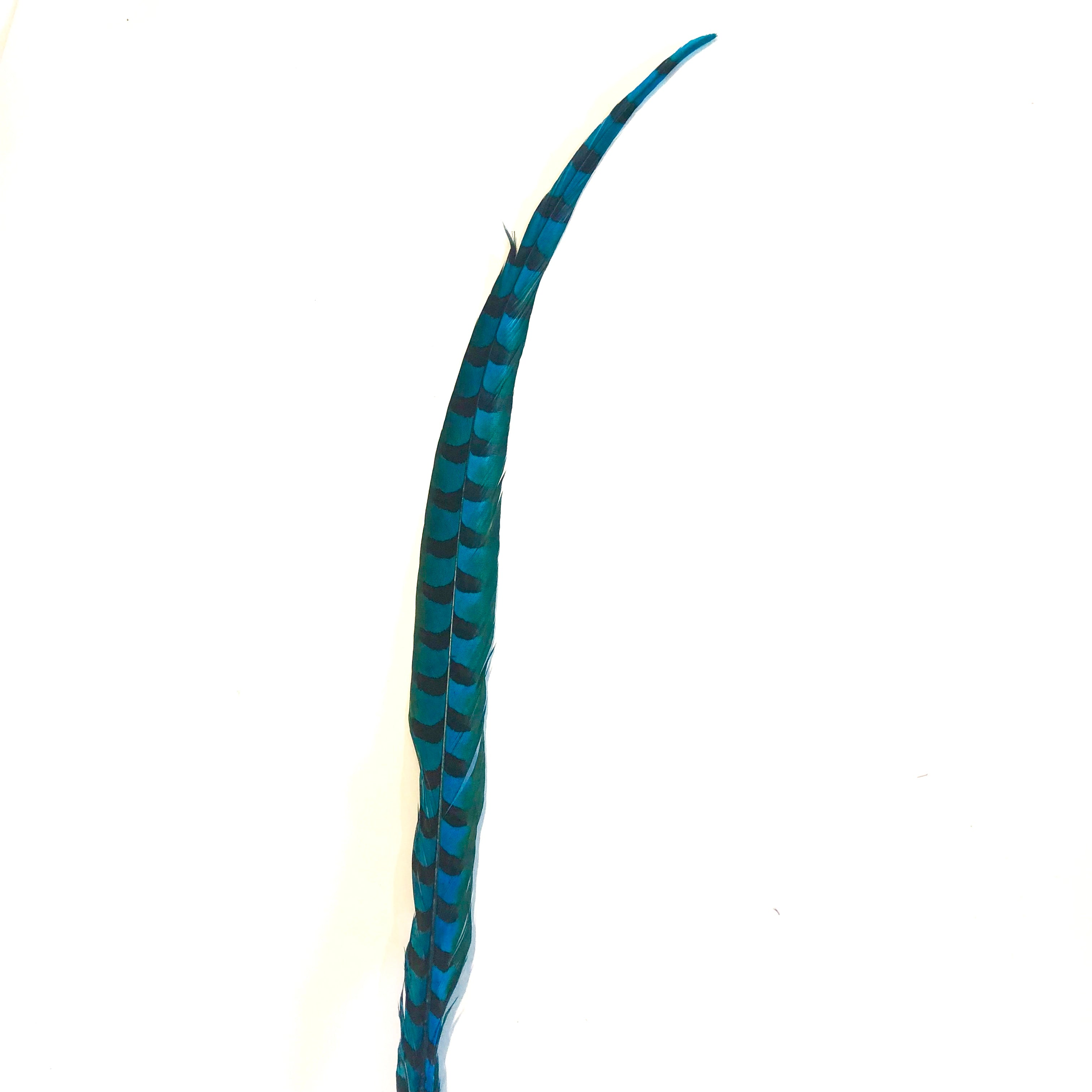 50" to 55" Reeves Pheasant Tail Feather - Turquoise