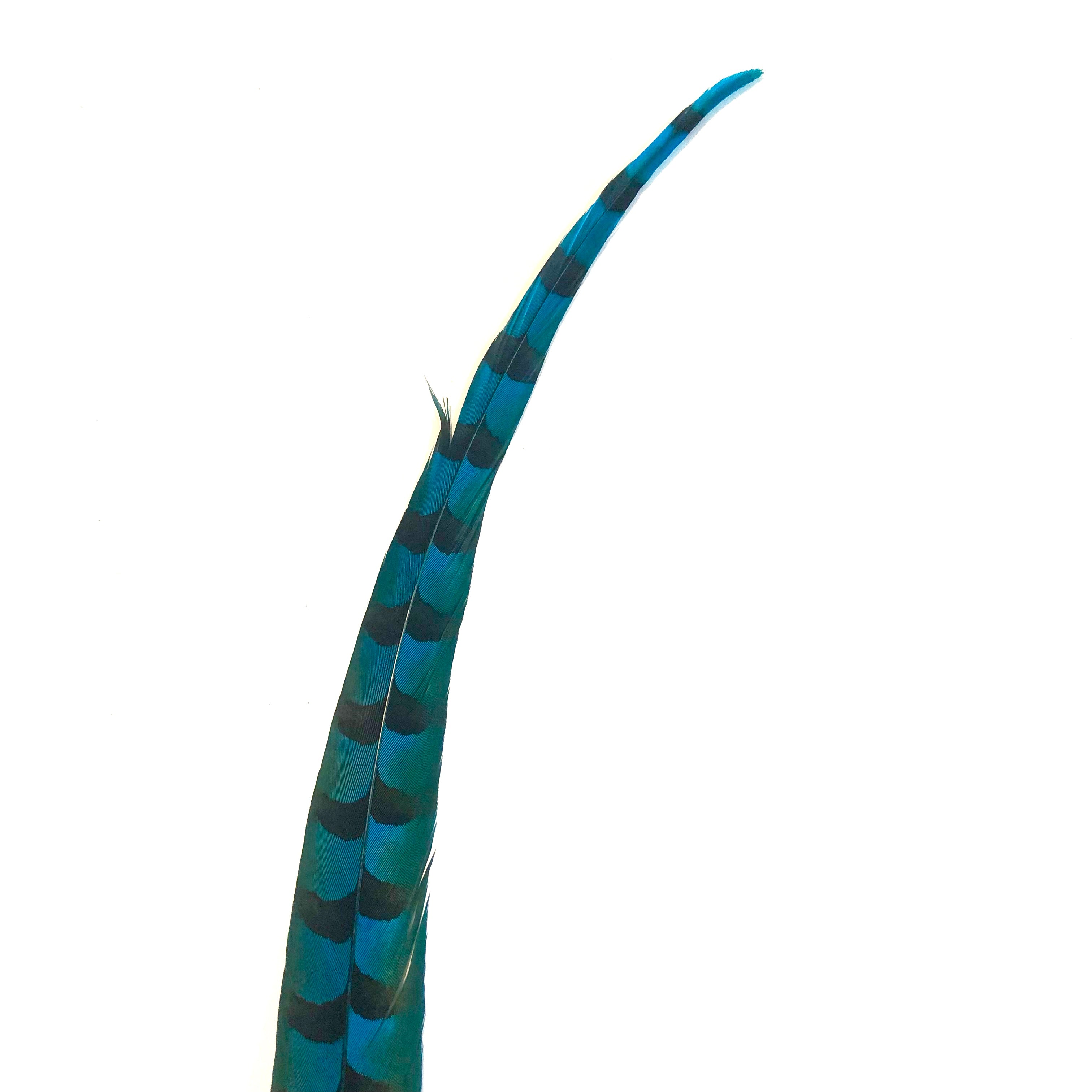50" to 55" Reeves Pheasant Tail Feather - Turquoise ((SECONDS))