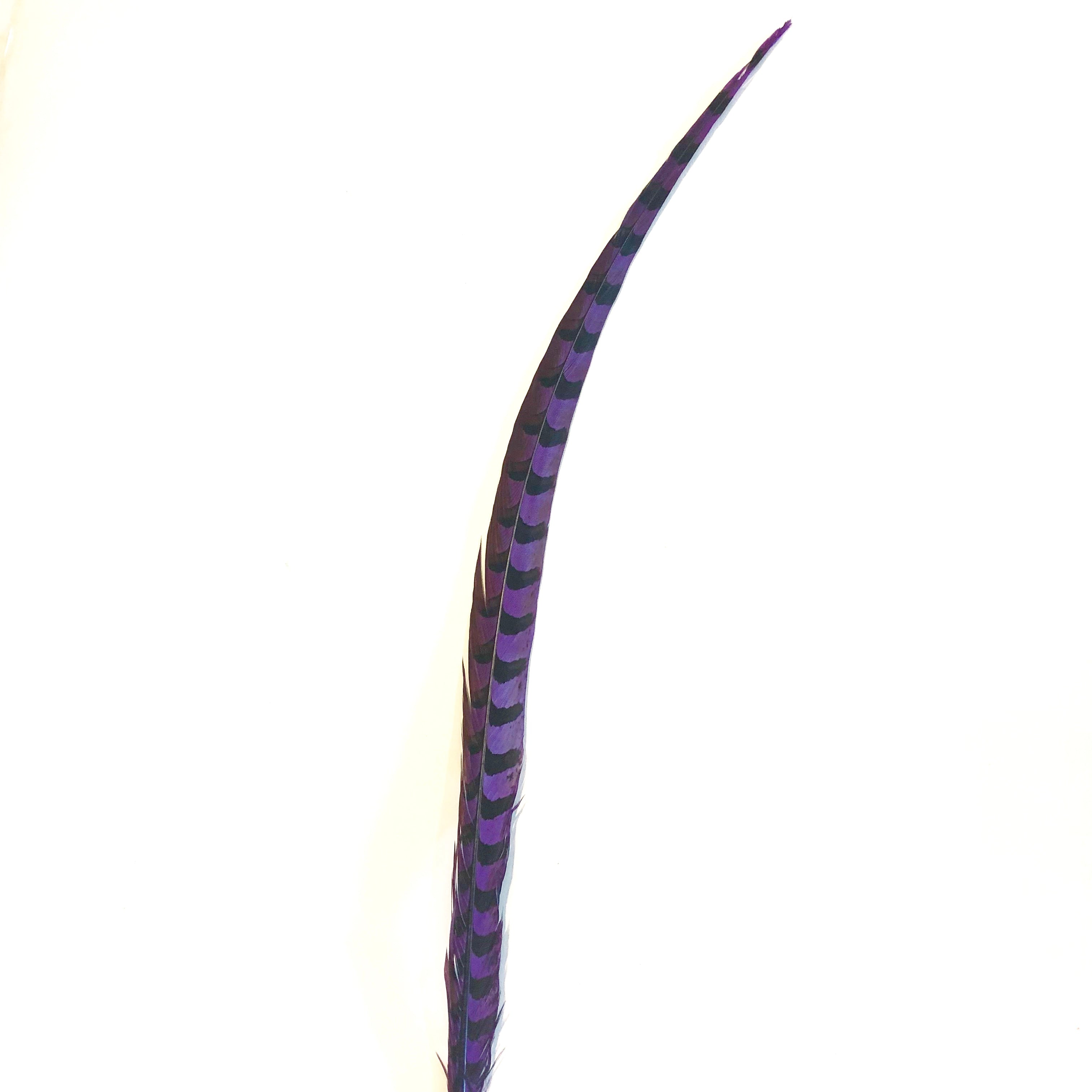 50" to 55" Reeves Pheasant Tail Feather - Purple ((SECONDS))