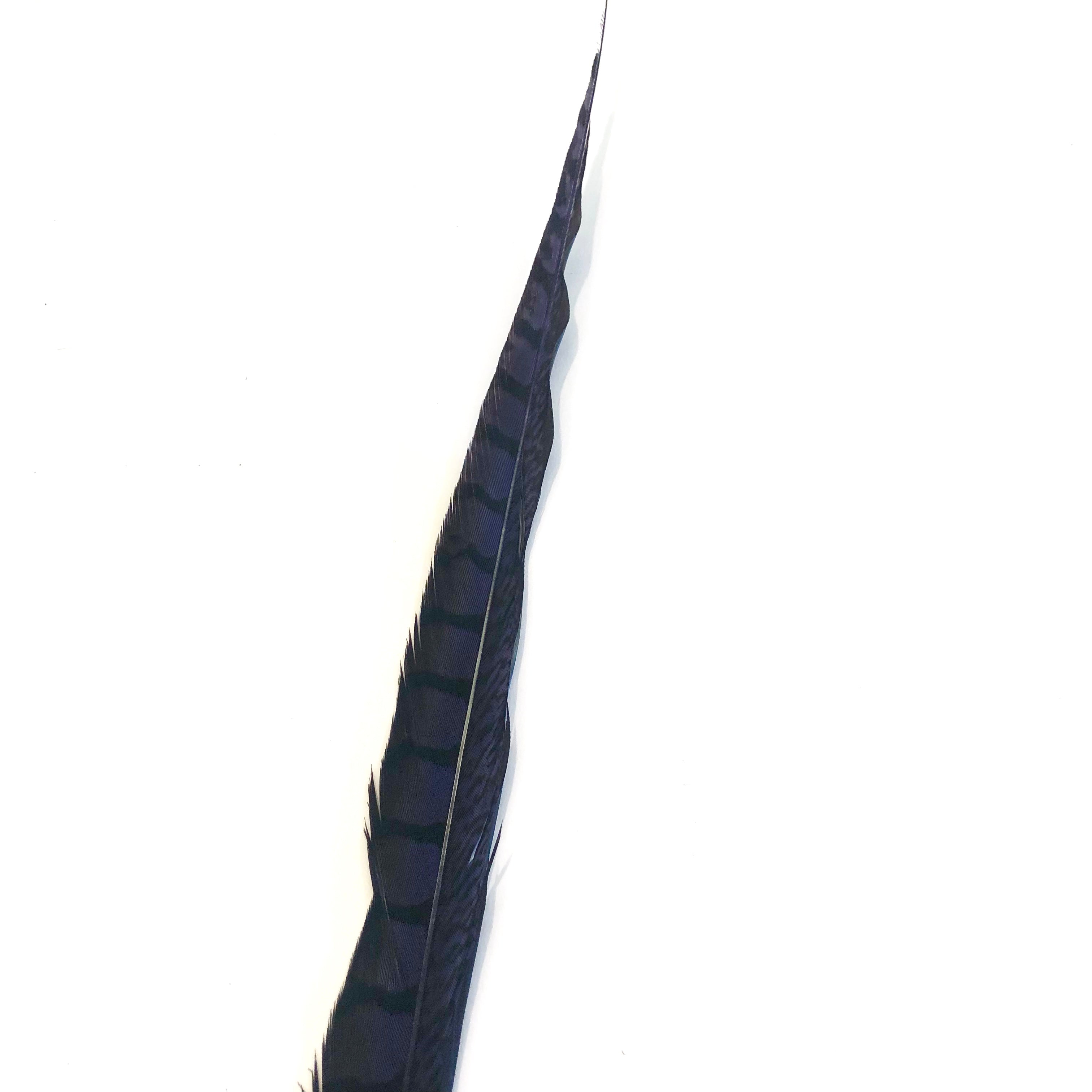 30" to 38" Lady Amherst Pheasant Side Tail Feather - Navy Blue ((SECONDS))
