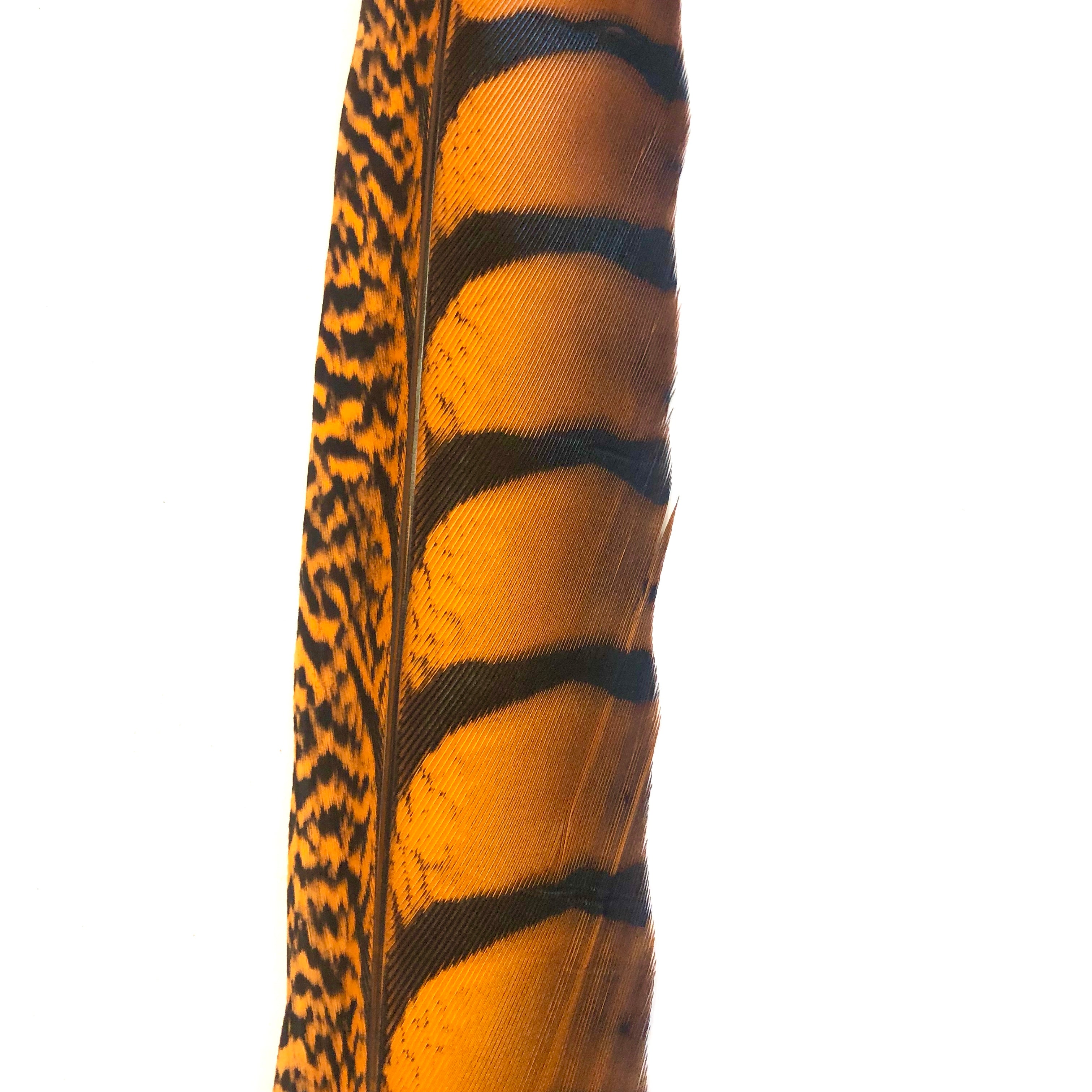 30" to 38" Lady Amherst Pheasant Side Tail Feather - Orange ((SECONDS))