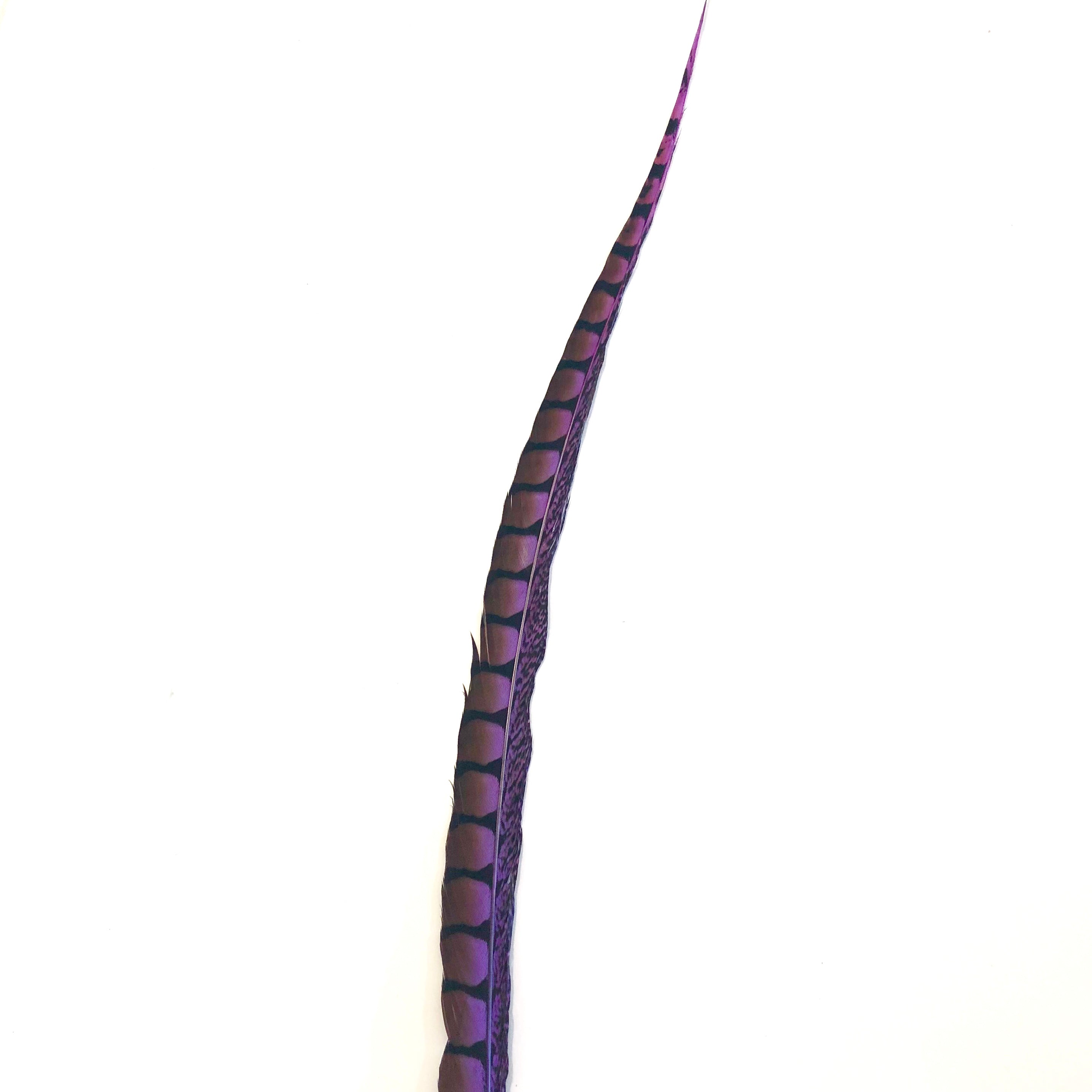 30" to 38" Lady Amherst Pheasant Side Tail Feather - Purple