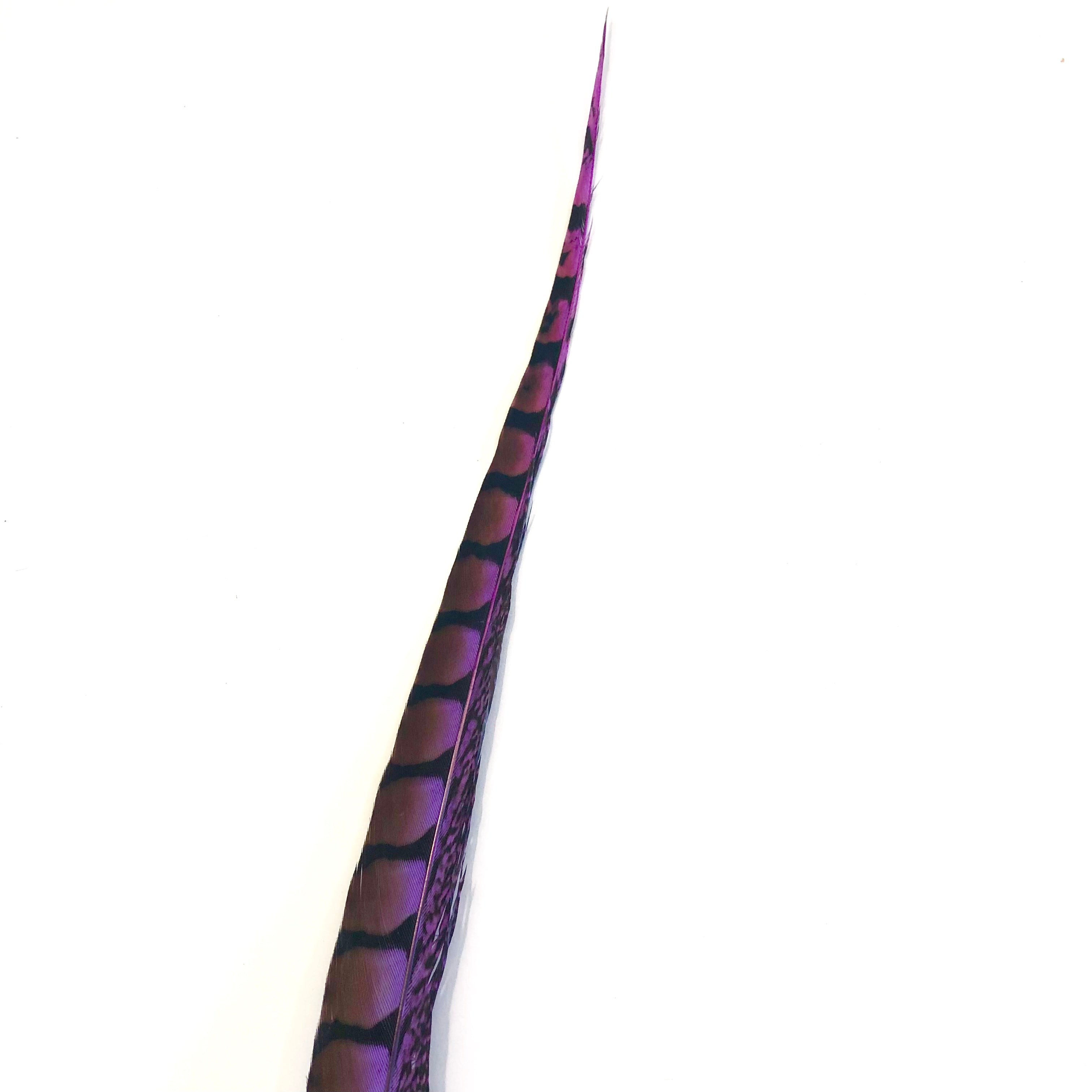 30" to 38" Lady Amherst Pheasant Side Tail Feather - Purple ((SECONDS))