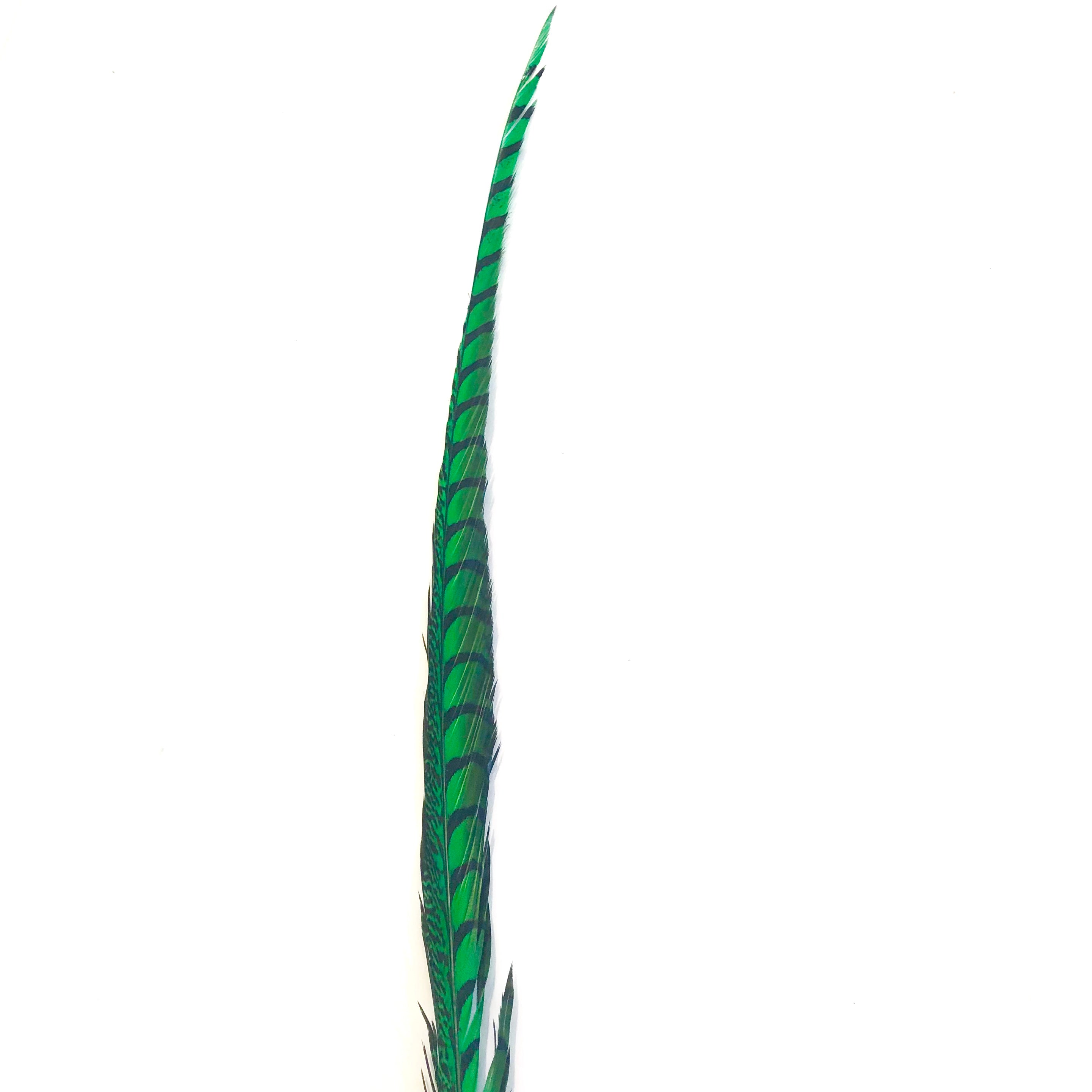 30" to 38" Lady Amherst Pheasant Side Tail Feather - Green
