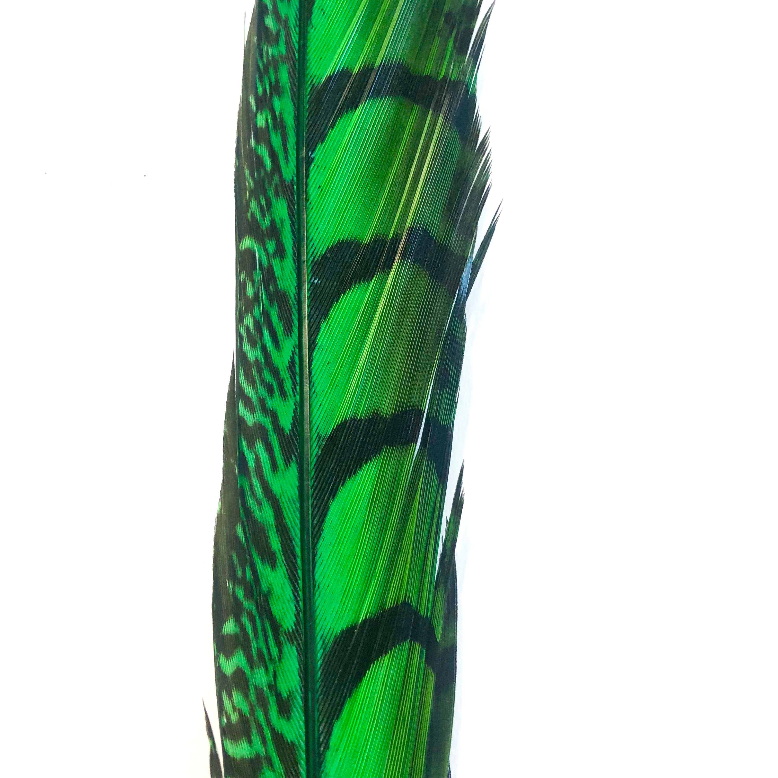30" to 38" Lady Amherst Pheasant Side Tail Feather - Green ((SECONDS))
