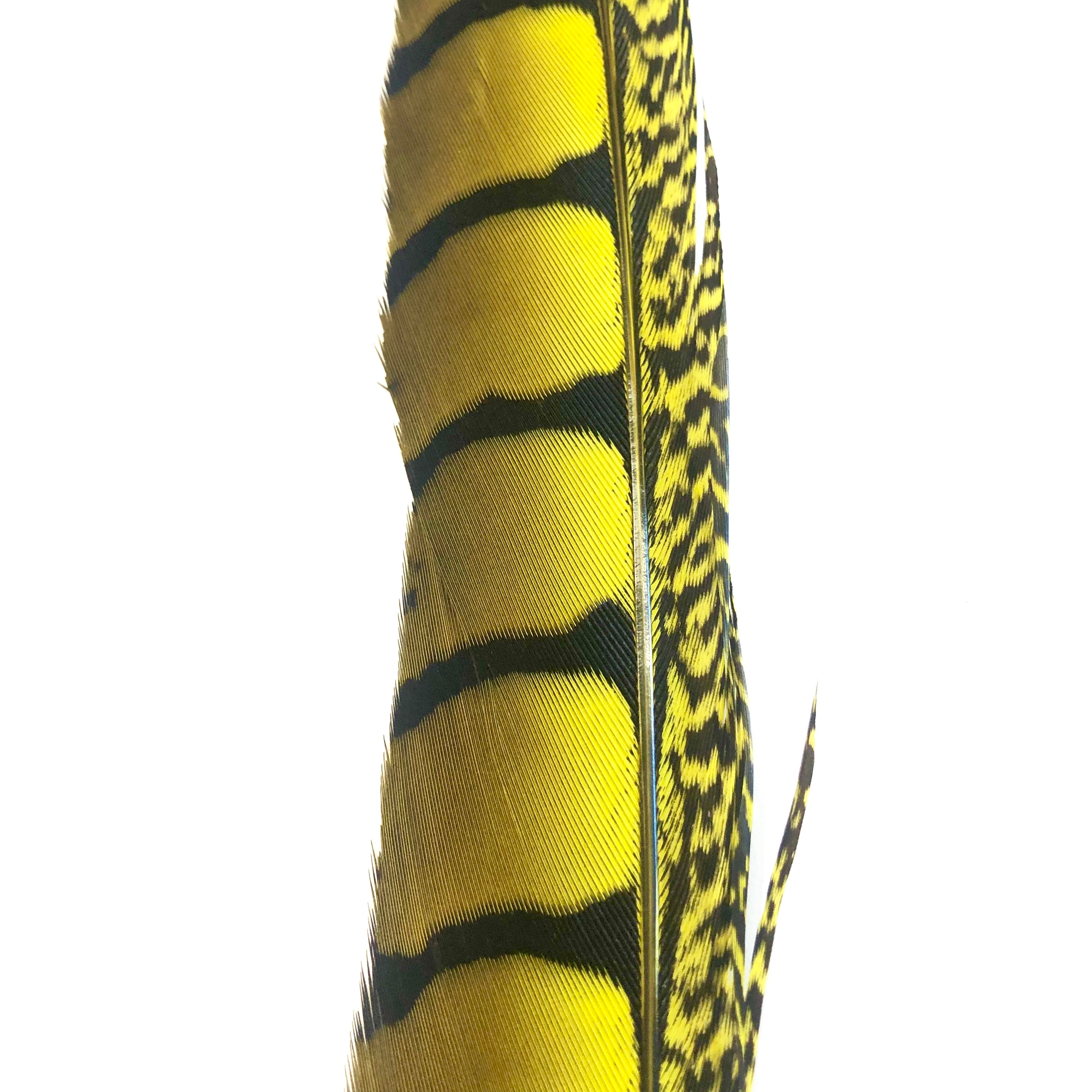 30" to 38" Lady Amherst Pheasant Side Tail Feather - Yellow