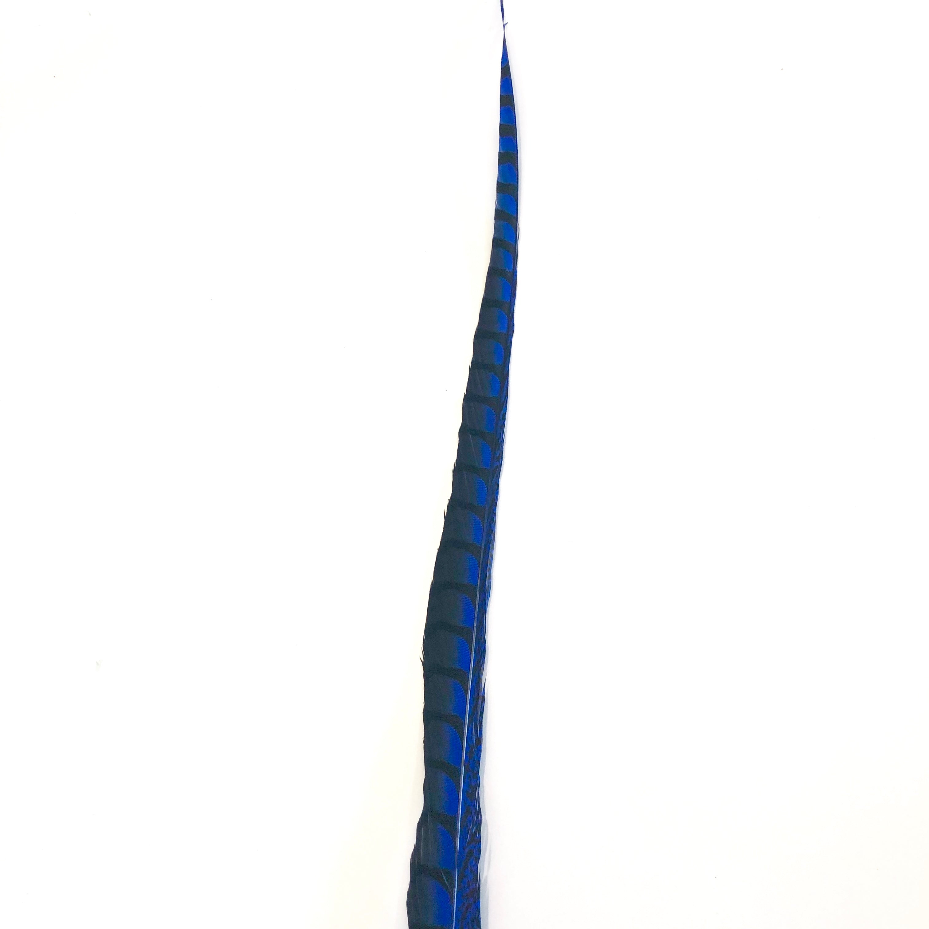 30" to 38" Lady Amherst Pheasant Side Tail Feather - Royal Blue