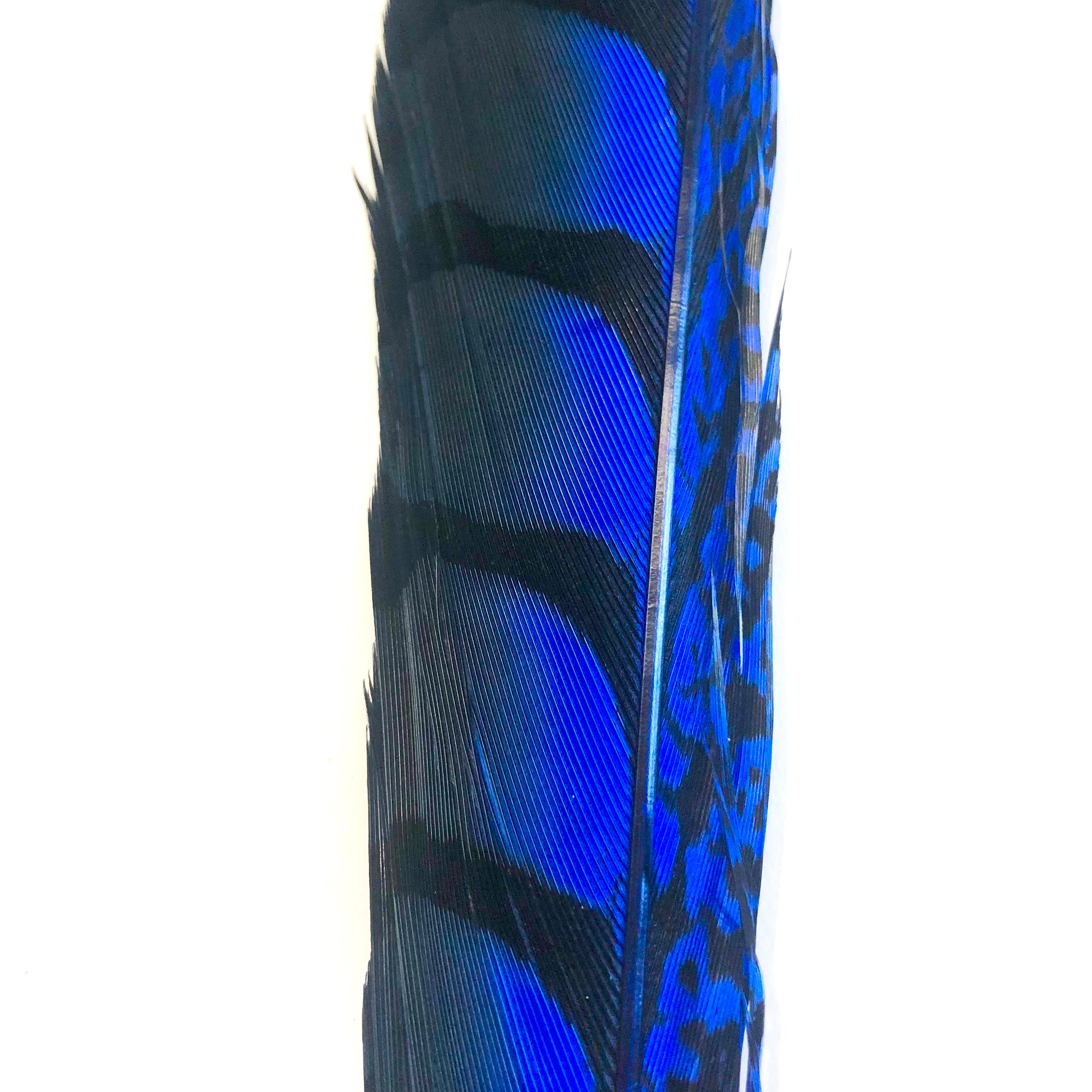 30" to 38" Lady Amherst Pheasant Side Tail Feather - Royal Blue