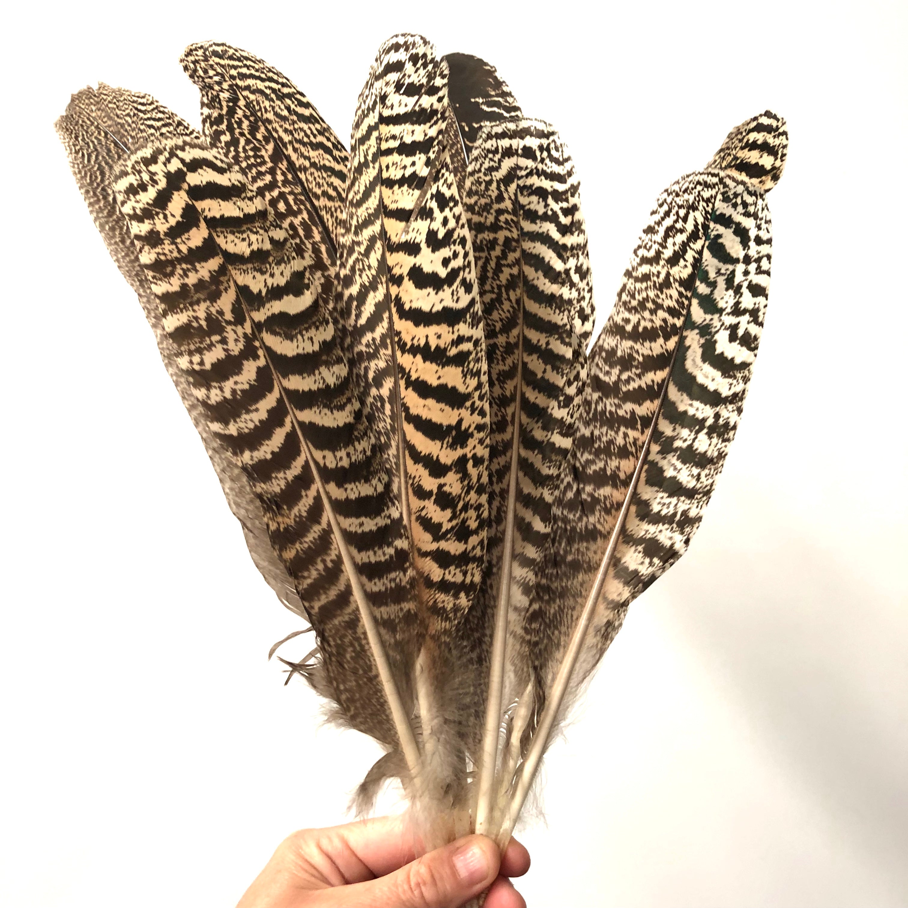 Natural Mottled Peacock Wing Feather – Feather.com.au