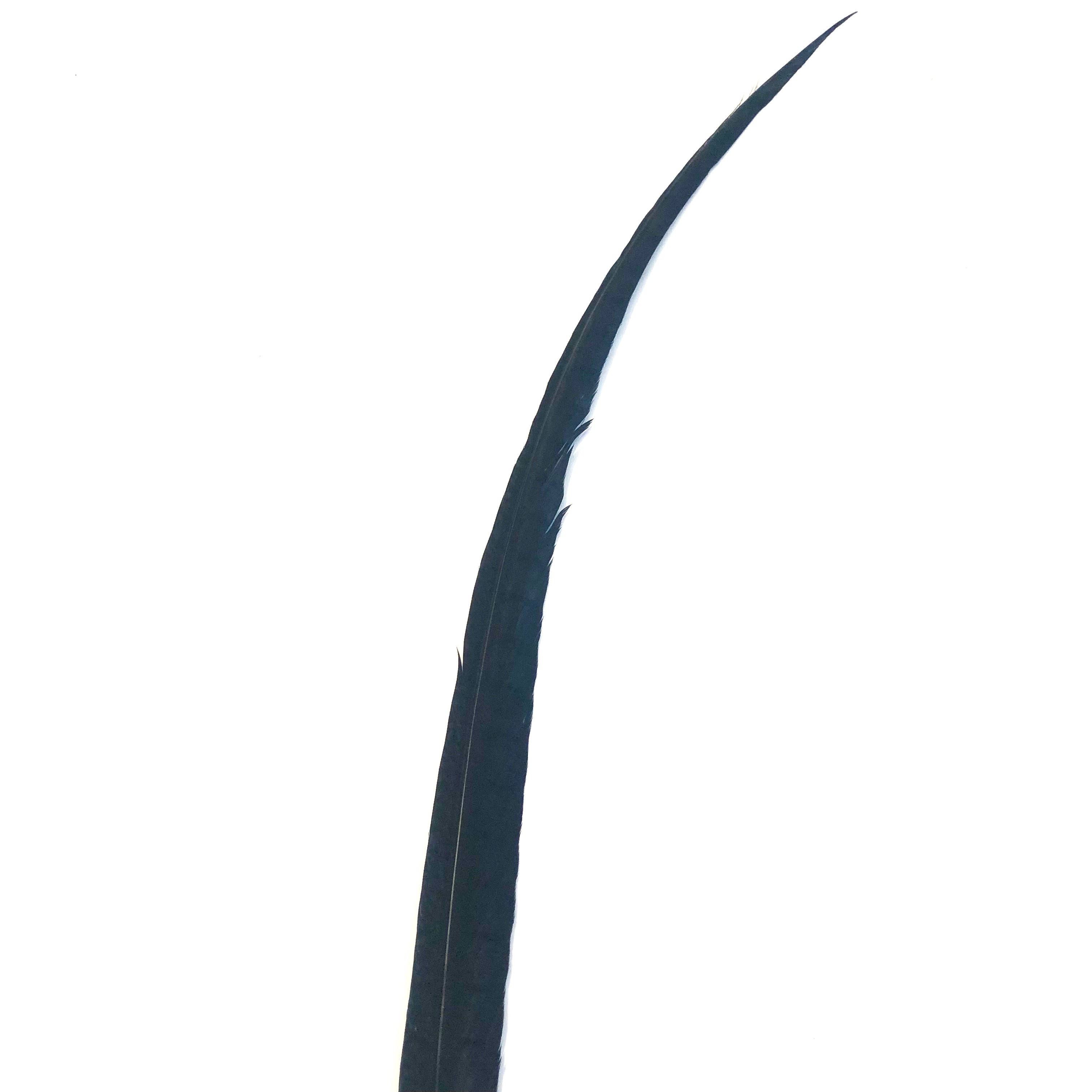 30" to 38" Lady Amherst Pheasant Side Tail Feather - Black ((SECONDS))