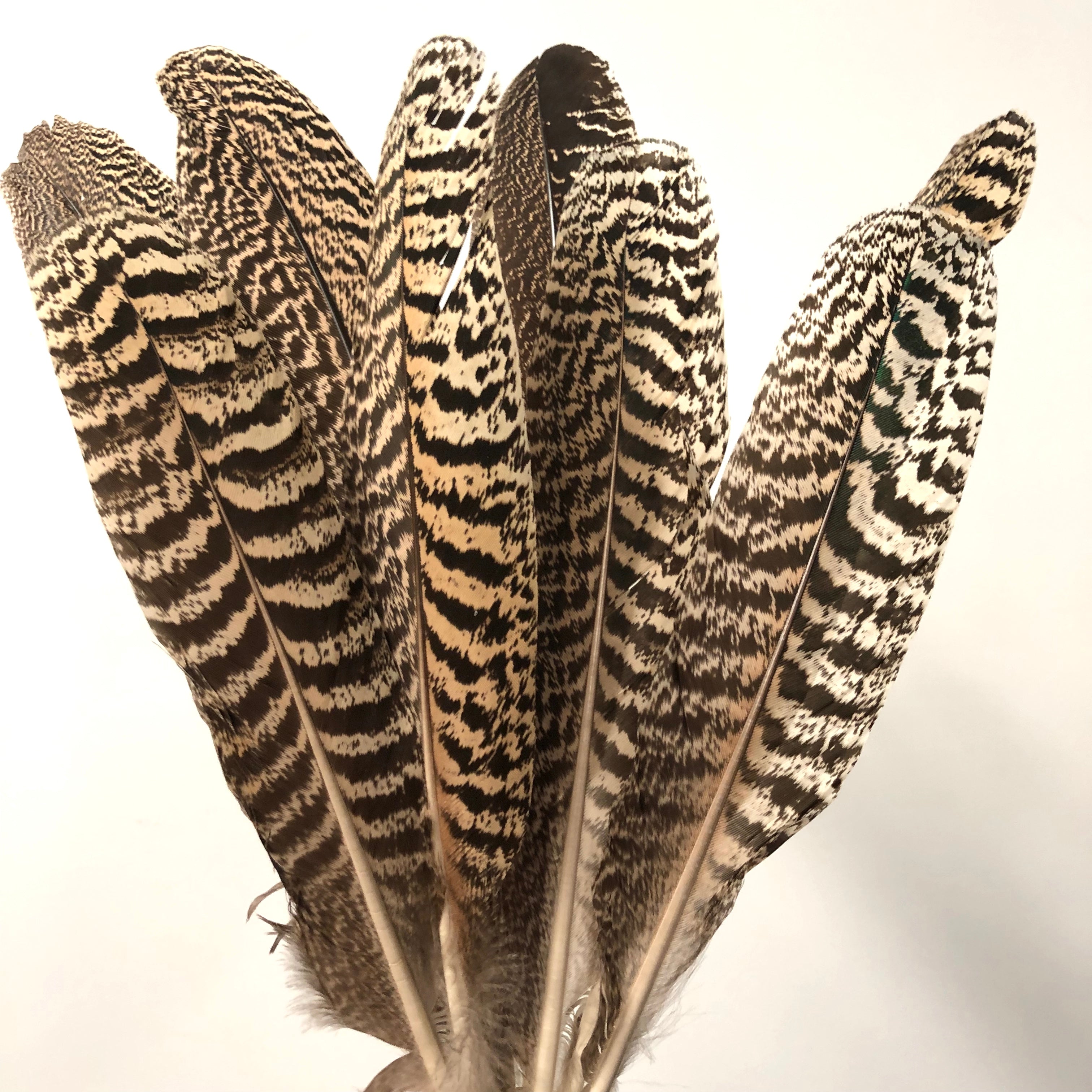 Natural Mottled Peacock Wing Feather - Large