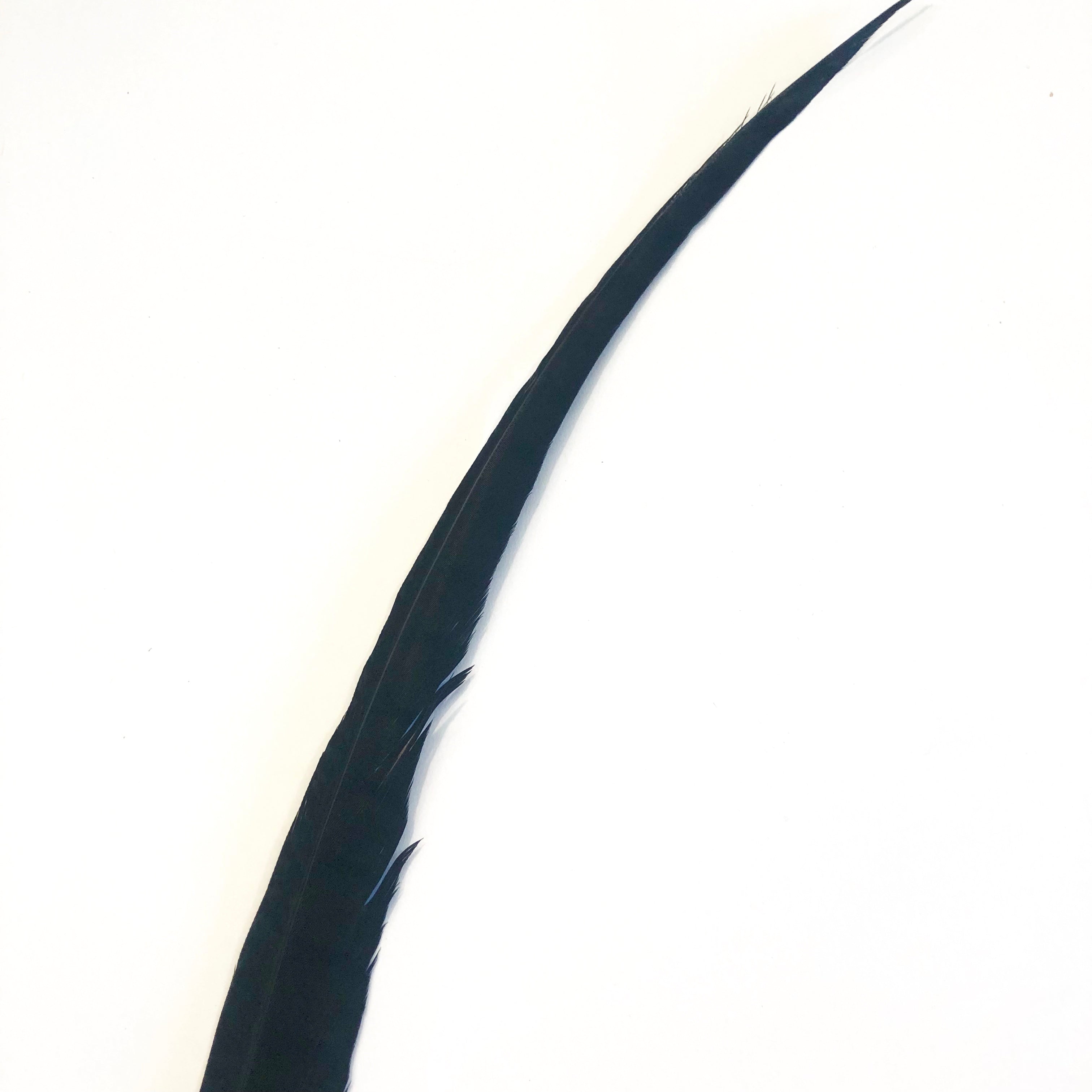 30" to 38" Lady Amherst Pheasant Side Tail Feather - Black ((SECONDS))