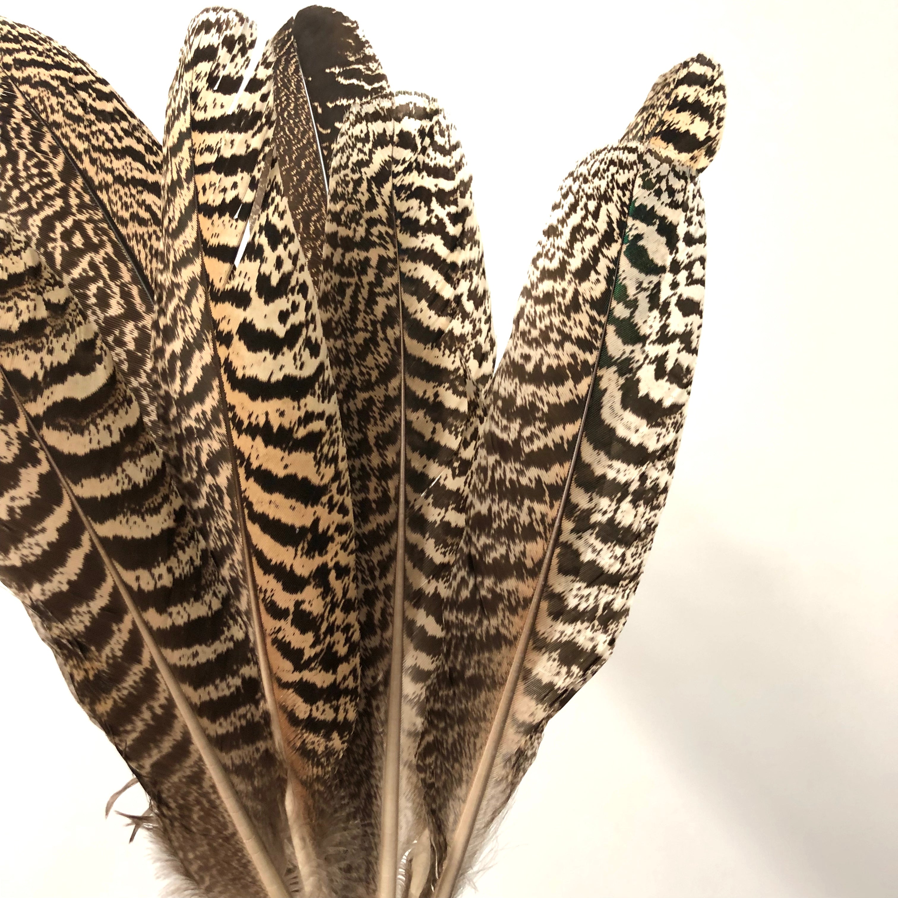 Natural Mottled Peacock Wing Feather – Feather.com.au