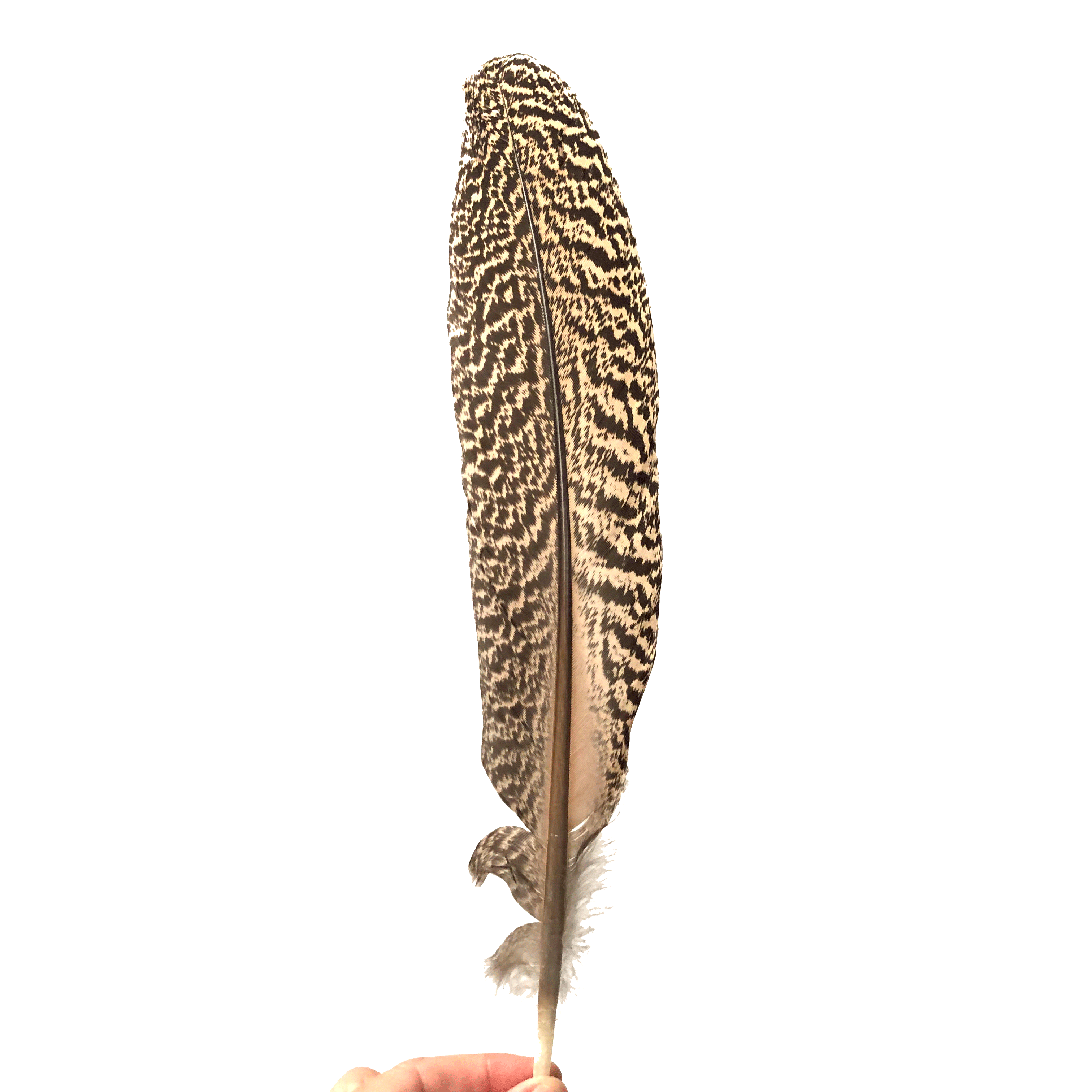 Natural Mottled Peacock Wing Feather – Feather.com.au