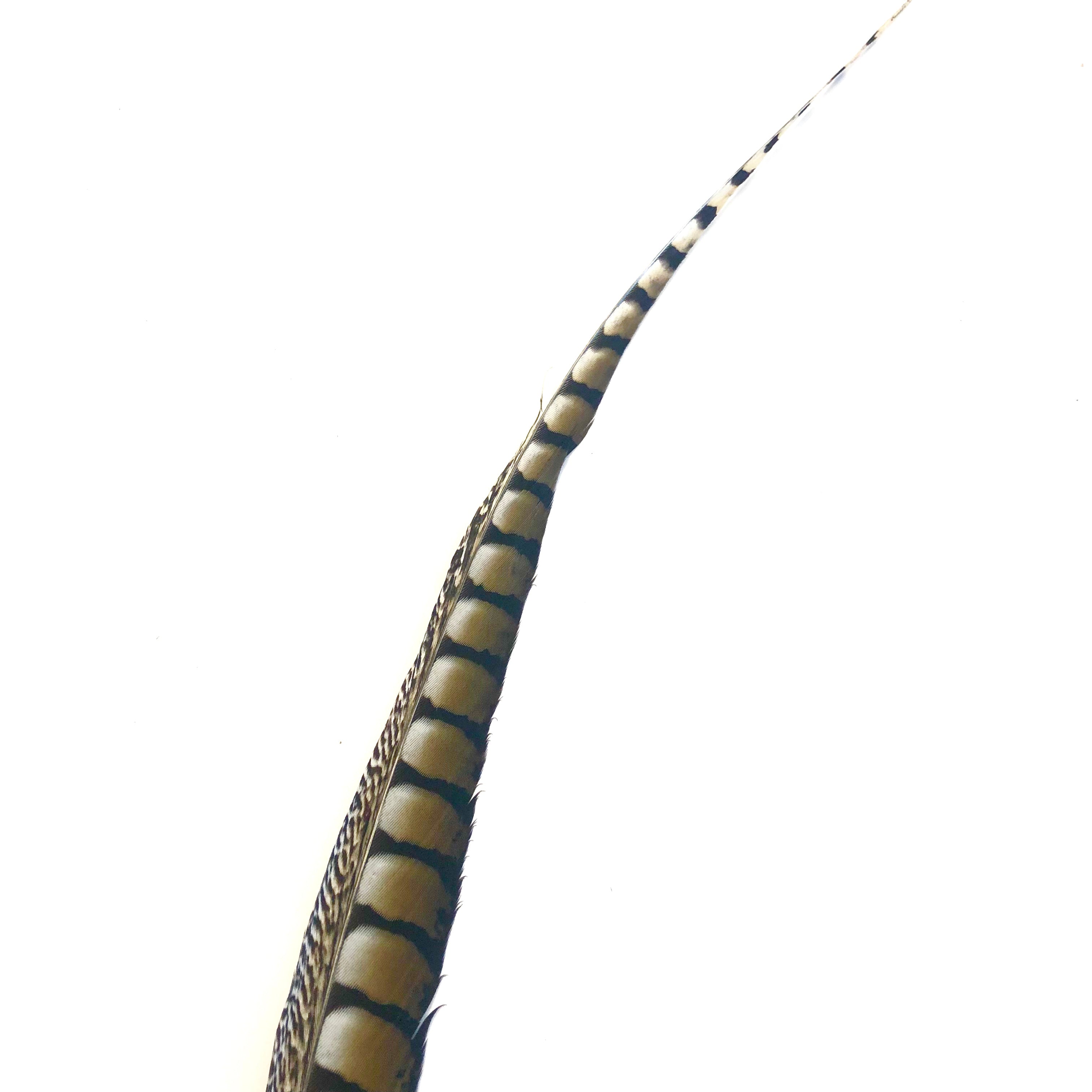 30" to 38" Lady Amherst Pheasant Side Tail Feather - Natural