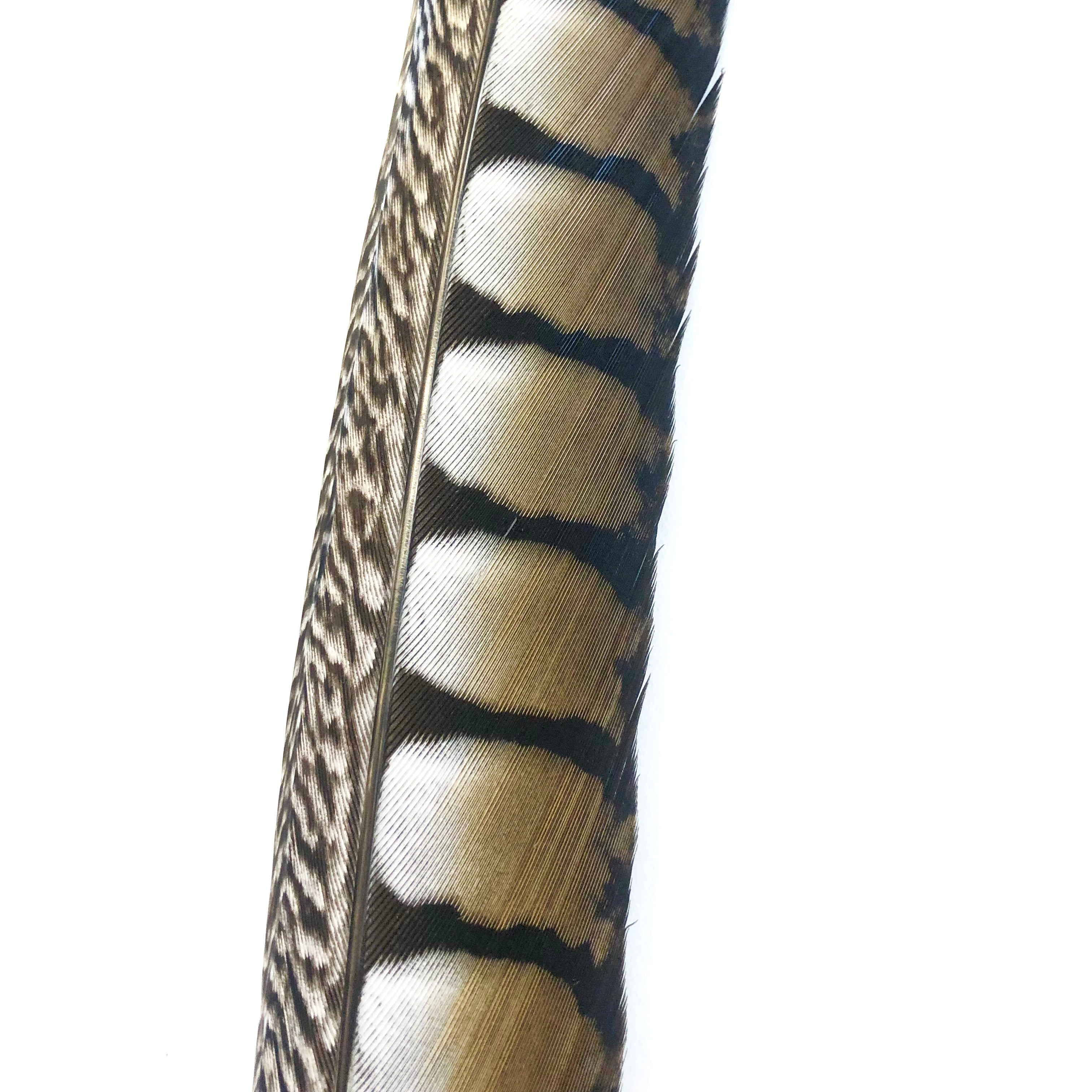 30" to 38" Lady Amherst Pheasant Side Tail Feather - Natural ((SECONDS))