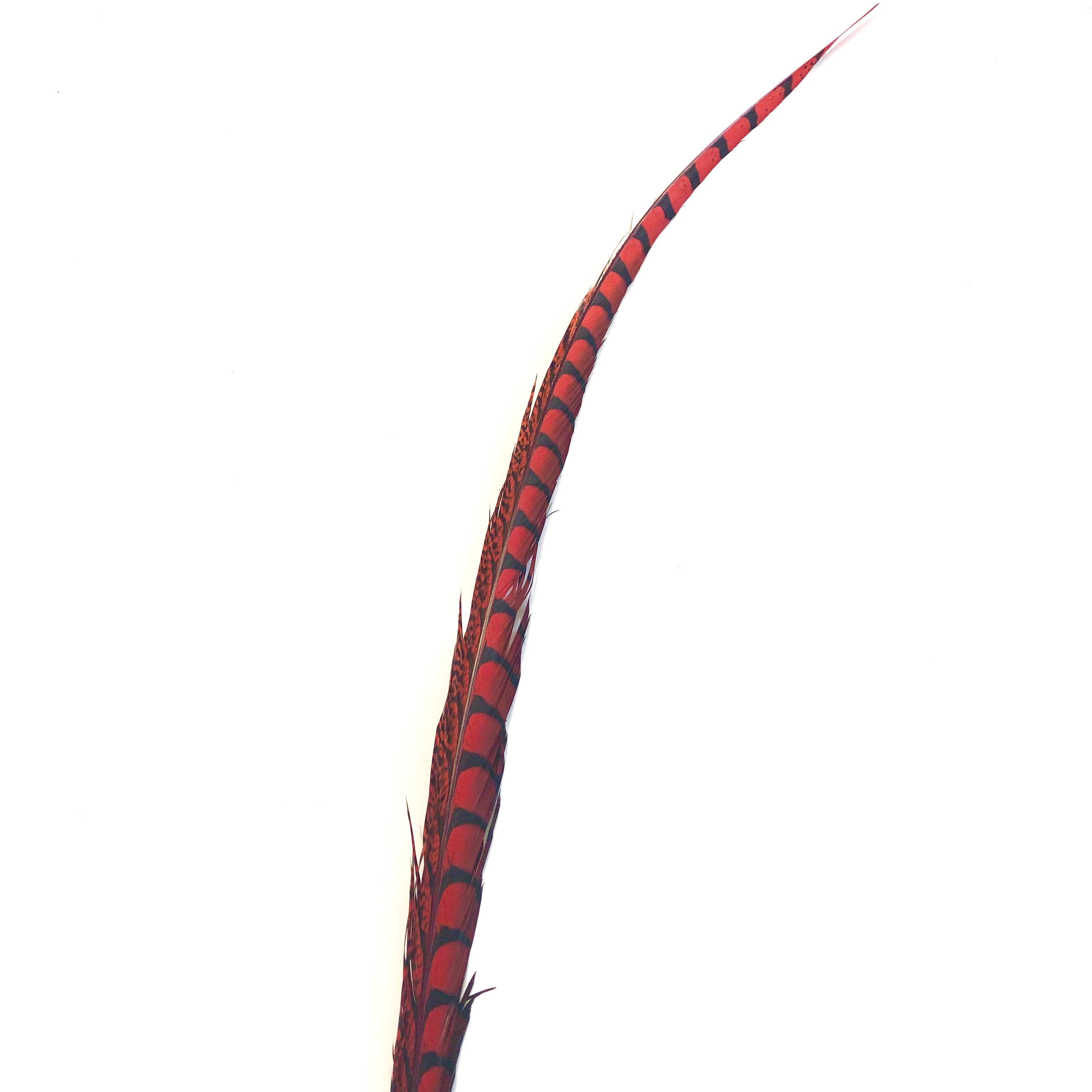 30" to 38" Lady Amherst Pheasant Side Tail Feather - Red