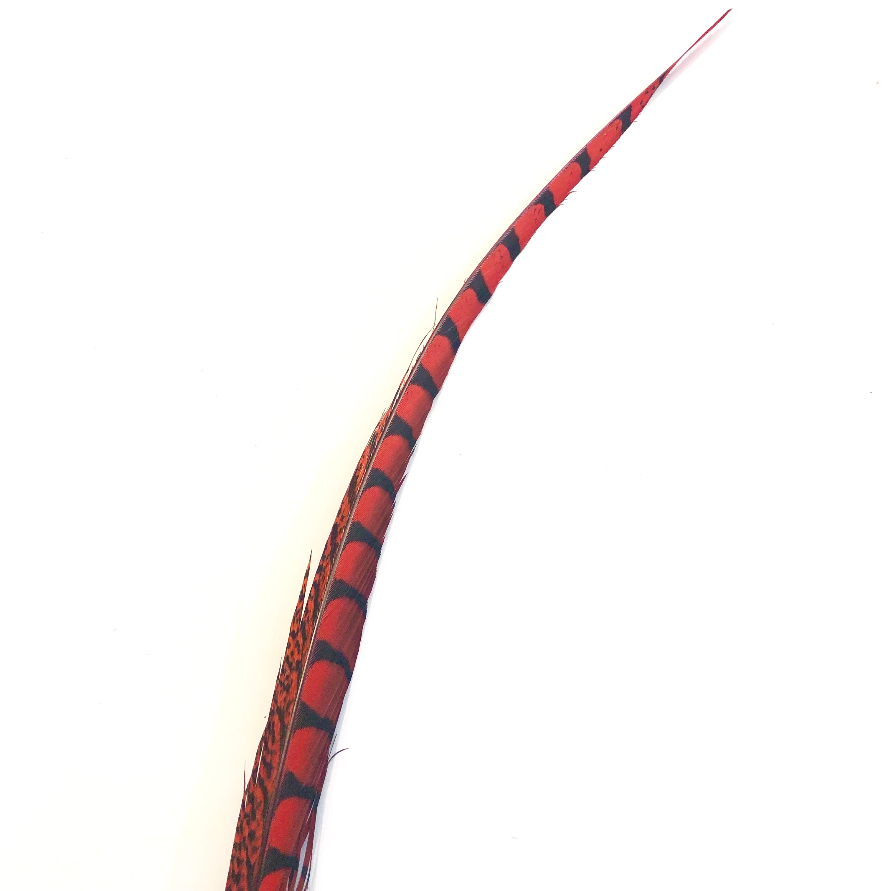 30" to 38" Lady Amherst Pheasant Side Tail Feather - Red