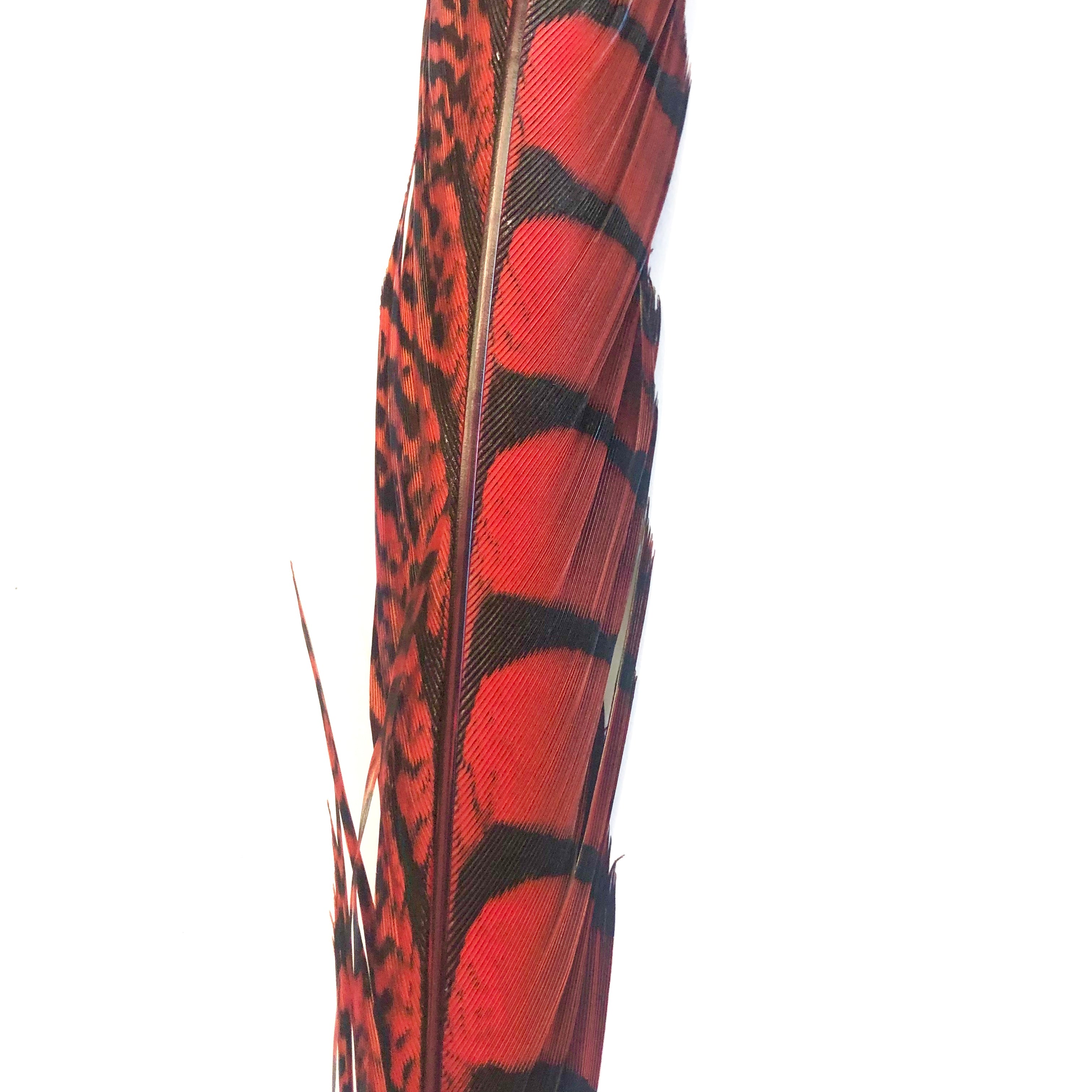 30" to 38" Lady Amherst Pheasant Side Tail Feather - Red ((SECONDS))