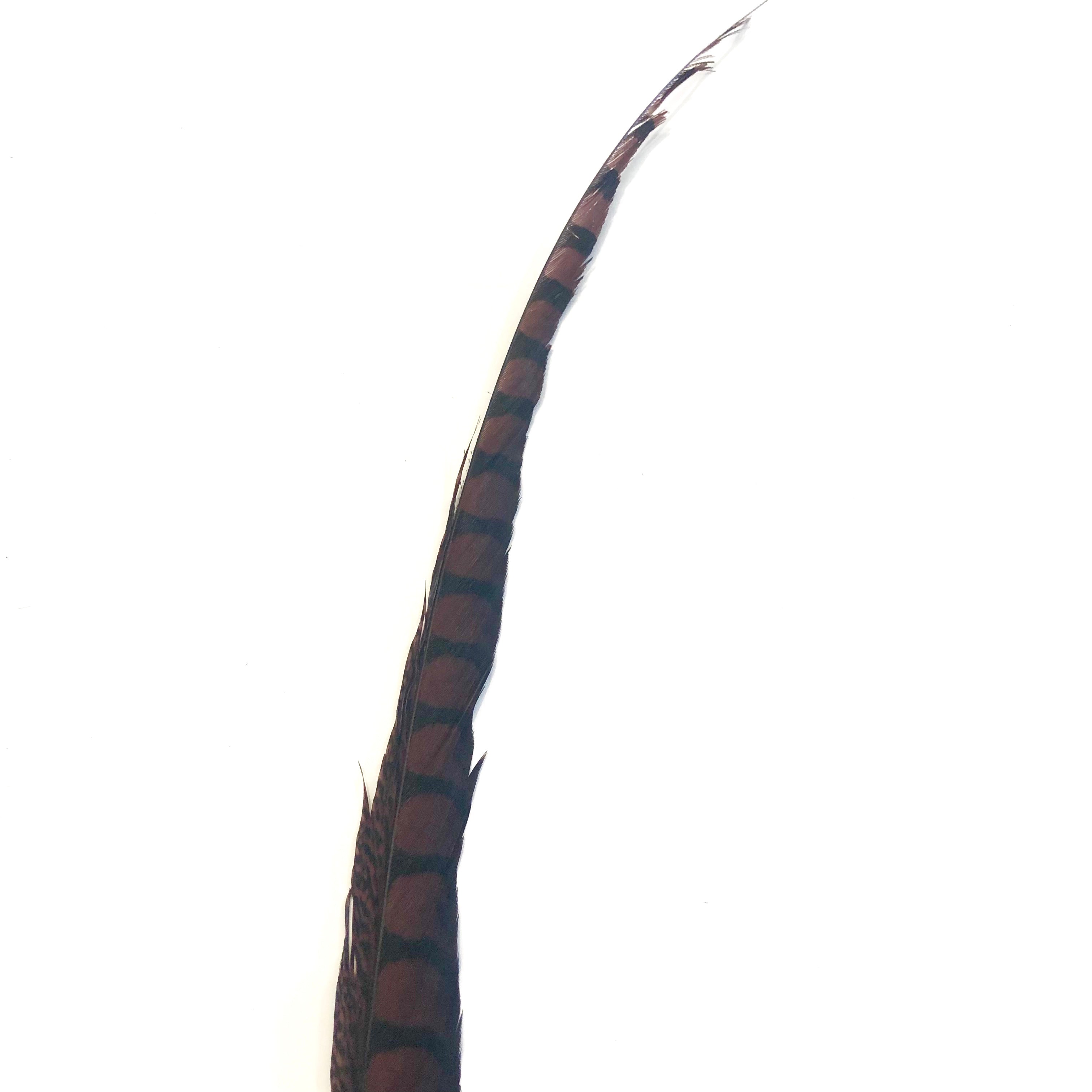 30" to 38" Lady Amherst Pheasant Side Tail Feather - Chocolate Brown ((SECONDS))