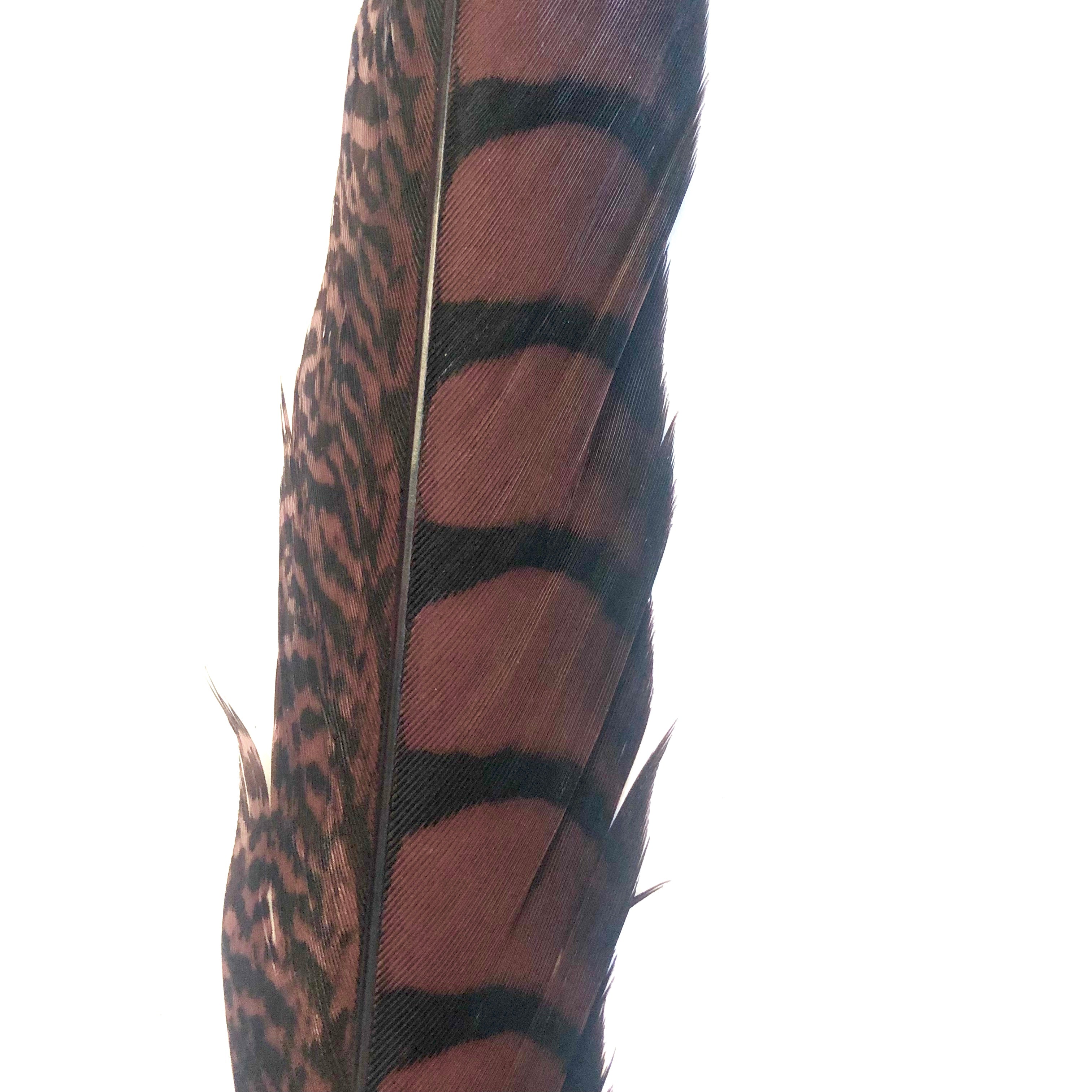 30" to 38" Lady Amherst Pheasant Side Tail Feather - Chocolate Brown