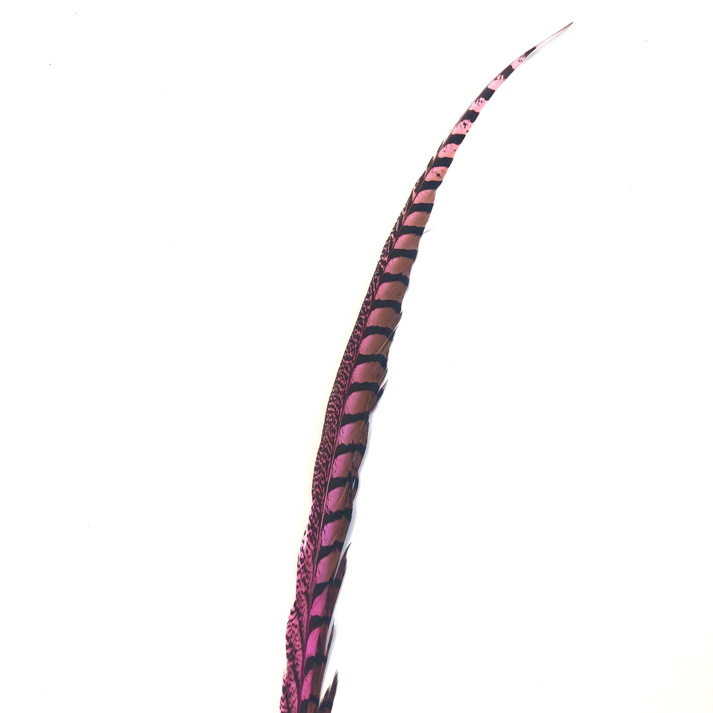 30" to 38" Lady Amherst Pheasant Side Tail Feather - Hot Pink