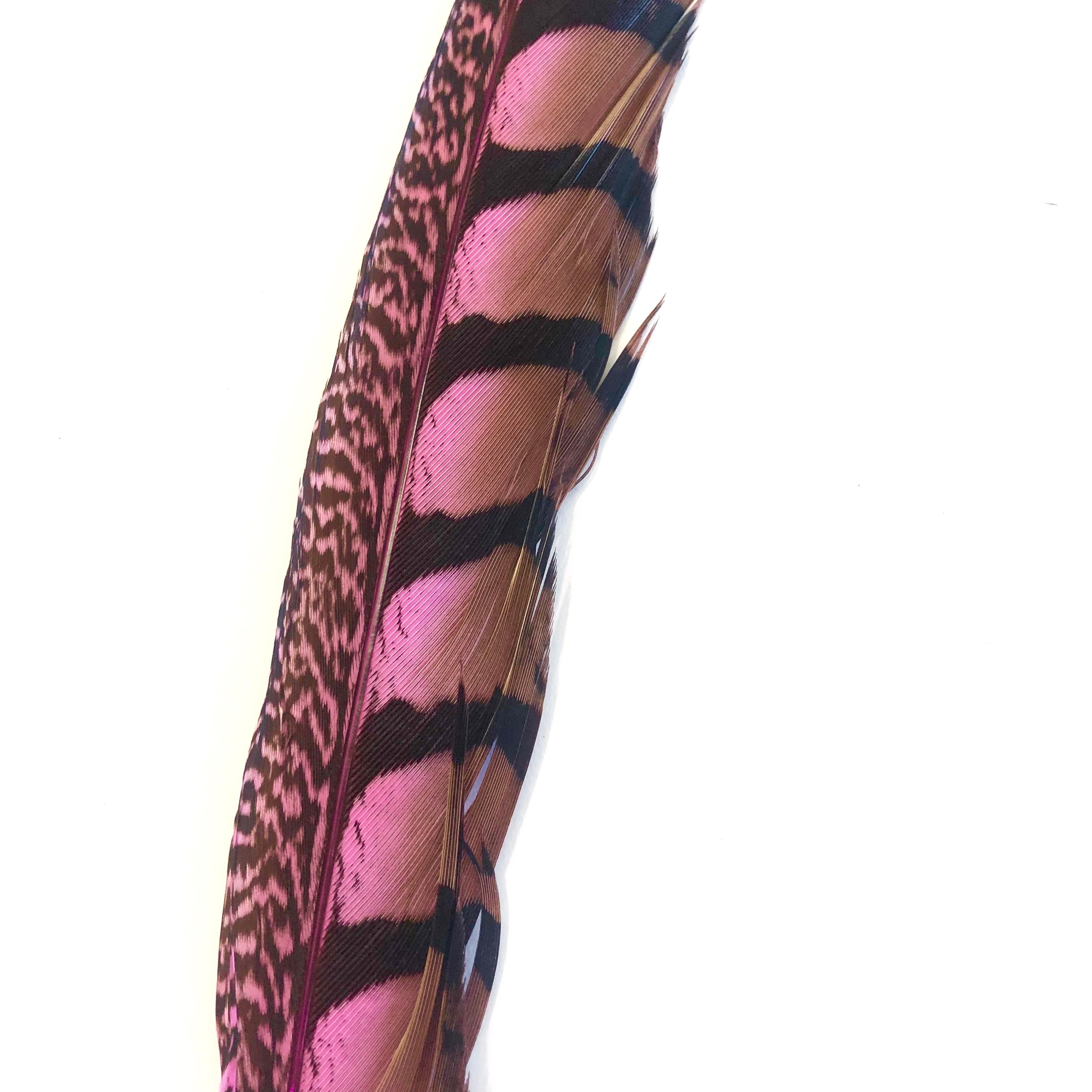 30" to 38" Lady Amherst Pheasant Side Tail Feather - Hot Pink ((SECONDS))
