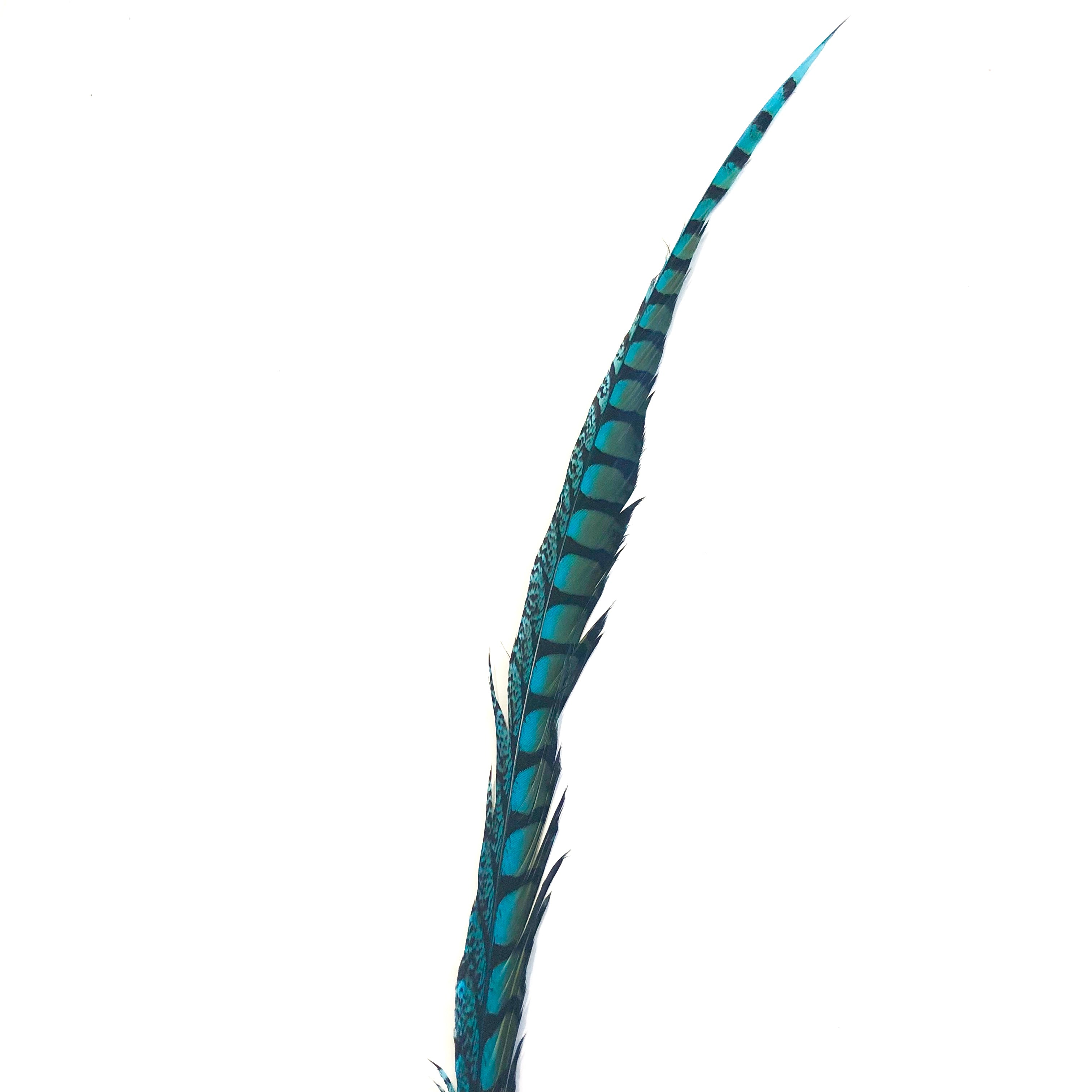 30" to 38" Lady Amherst Pheasant Side Tail Feather - Turquoise ((SECONDS))