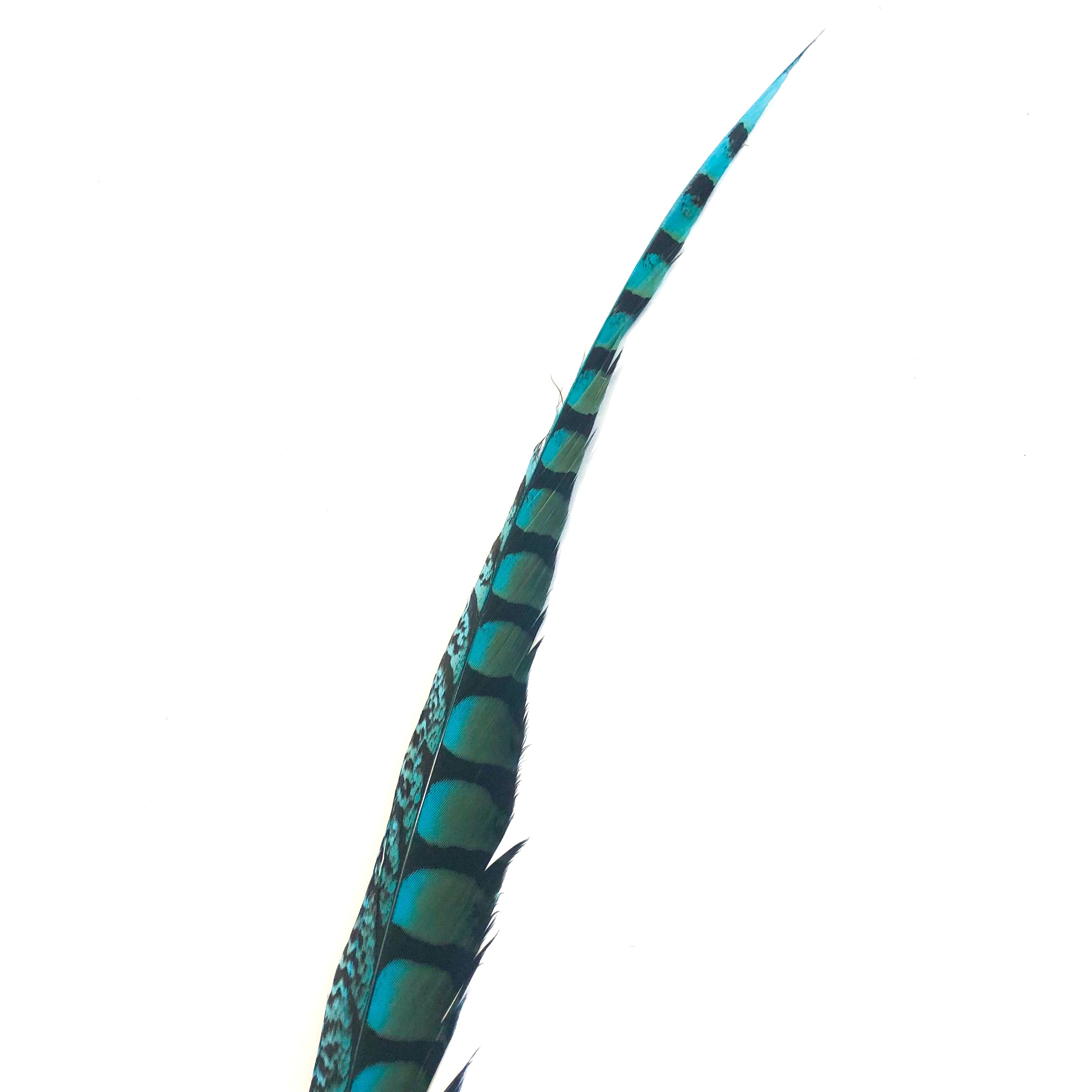 30" to 38" Lady Amherst Pheasant Side Tail Feather - Turquoise ((SECONDS))