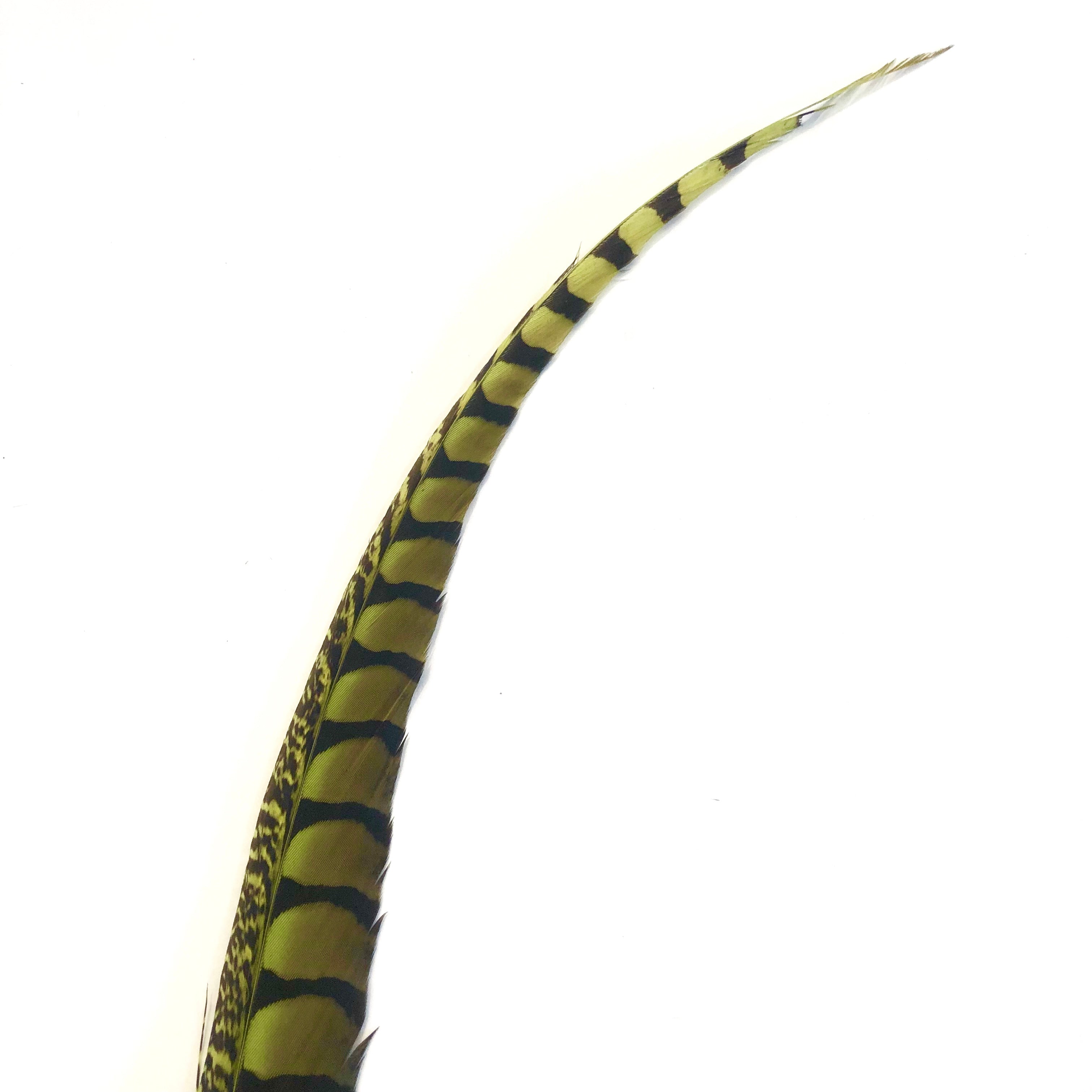 30" to 38" Lady Amherst Pheasant Side Tail Feather - Lime Green