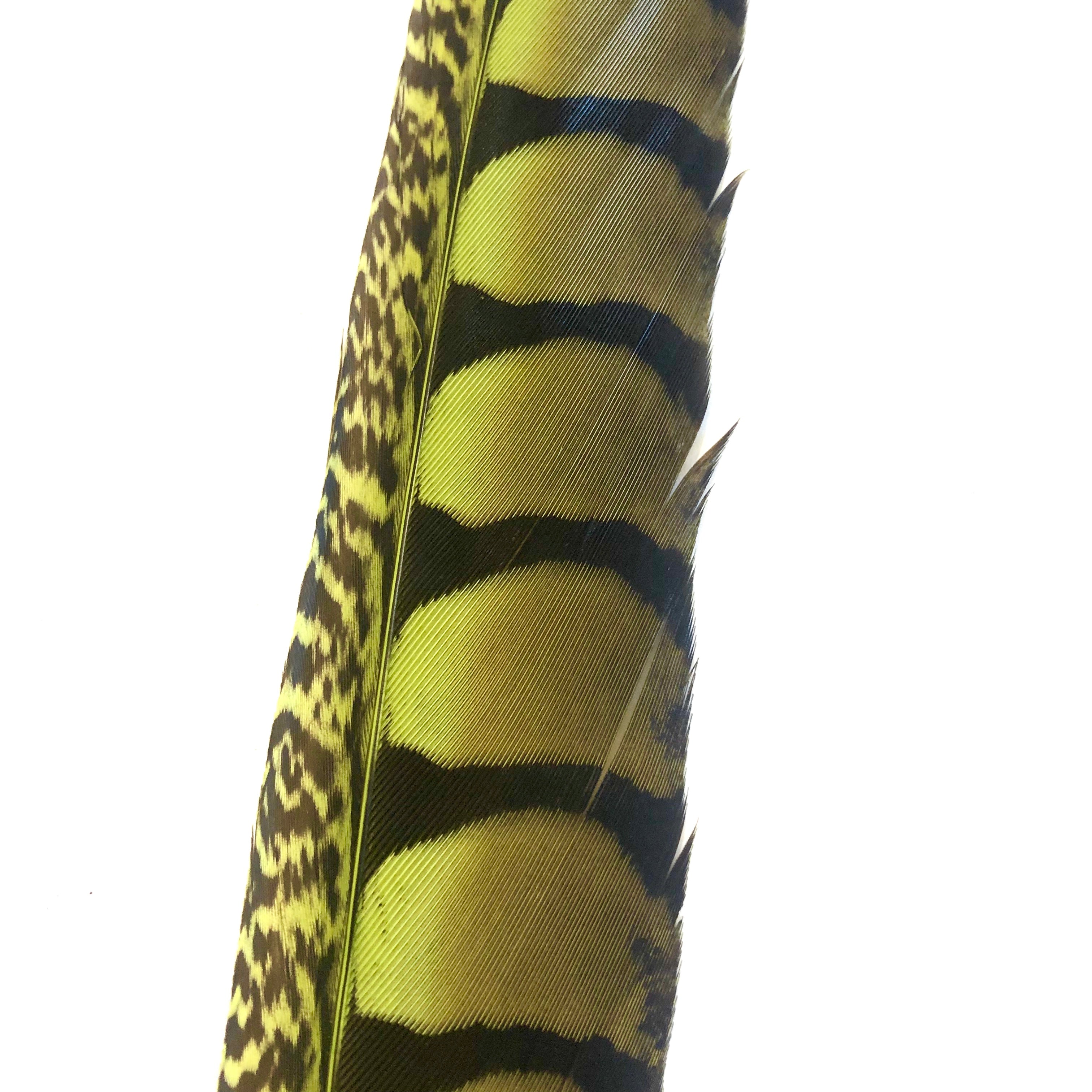 30" to 38" Lady Amherst Pheasant Side Tail Feather - Lime Green ((SECONDS))