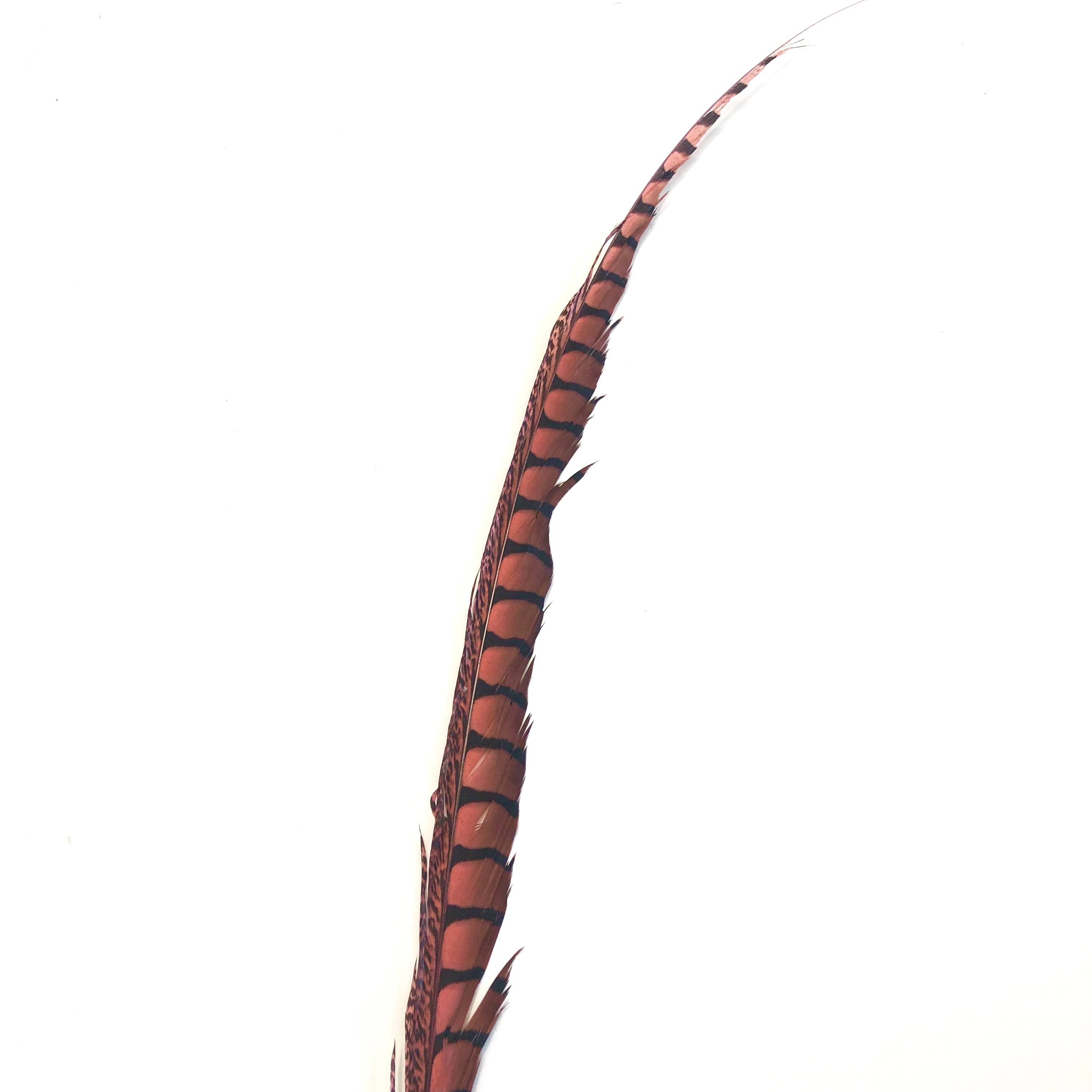 30" to 38" Lady Amherst Pheasant Side Tail Feather - Dusty Pink